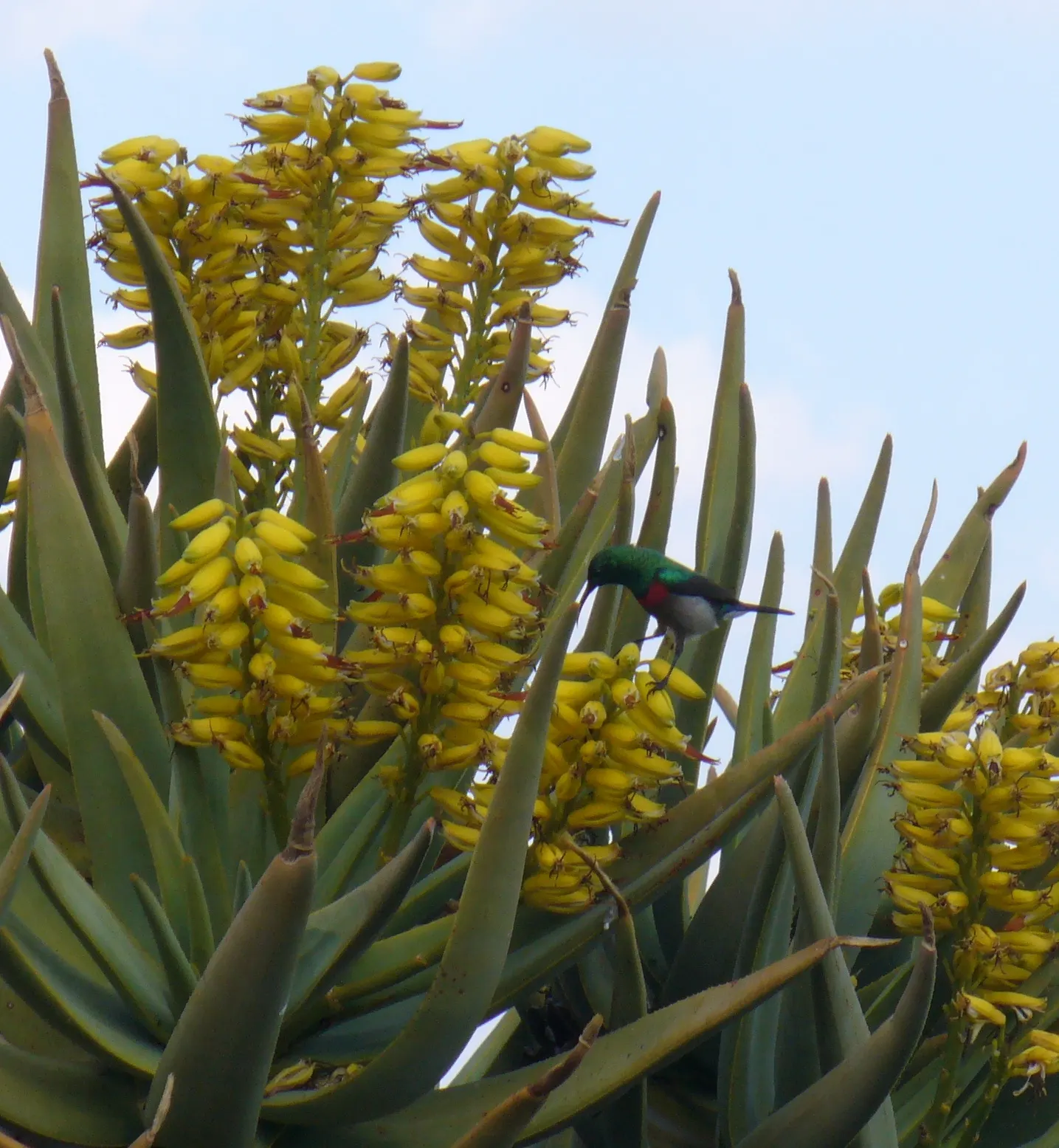 Tree Aloe (Aloe Barberae) — The Tree Aloe (Aloidendron barberae); this slow-growing succulent tree can reach impressive heights of 30 to 60 feet in its natural