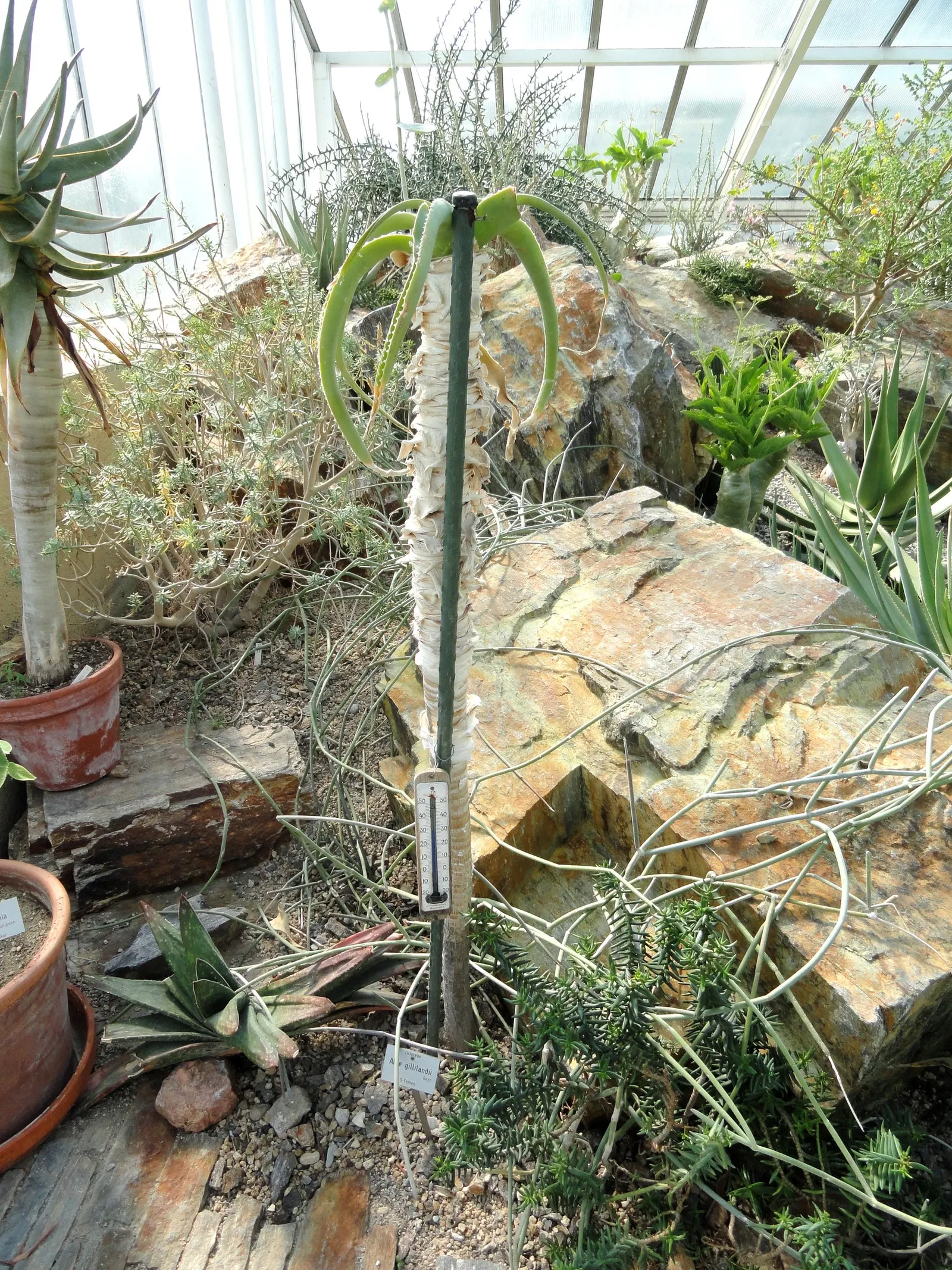 Tree Aloe (Aloe Barberae) — the Tree Aloe blooms in the late fall to early winter; it requires well-drained soil and full sun to partial shade exposure