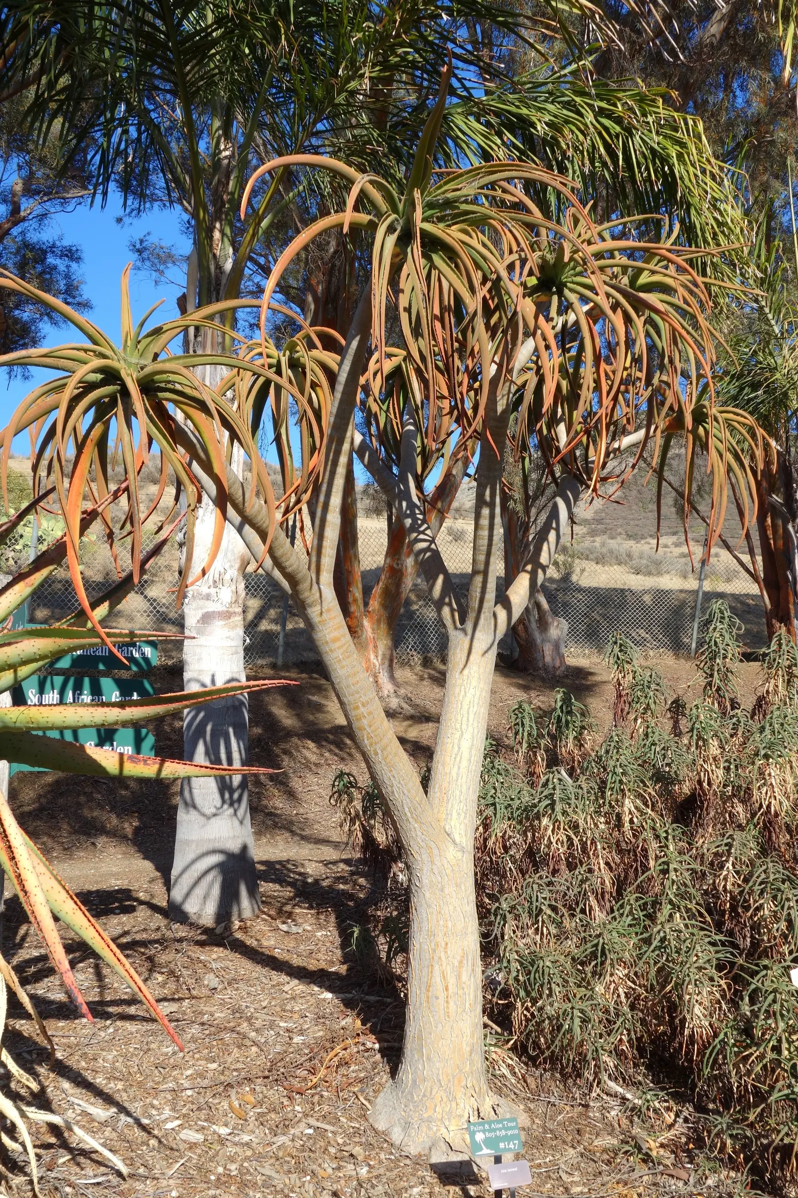 Tree Aloe (Aloe Barberae) — Perfect as a focal specimen, it offers drought tolerance and low maintenance for warm, arid landscapes; preferably, image 89