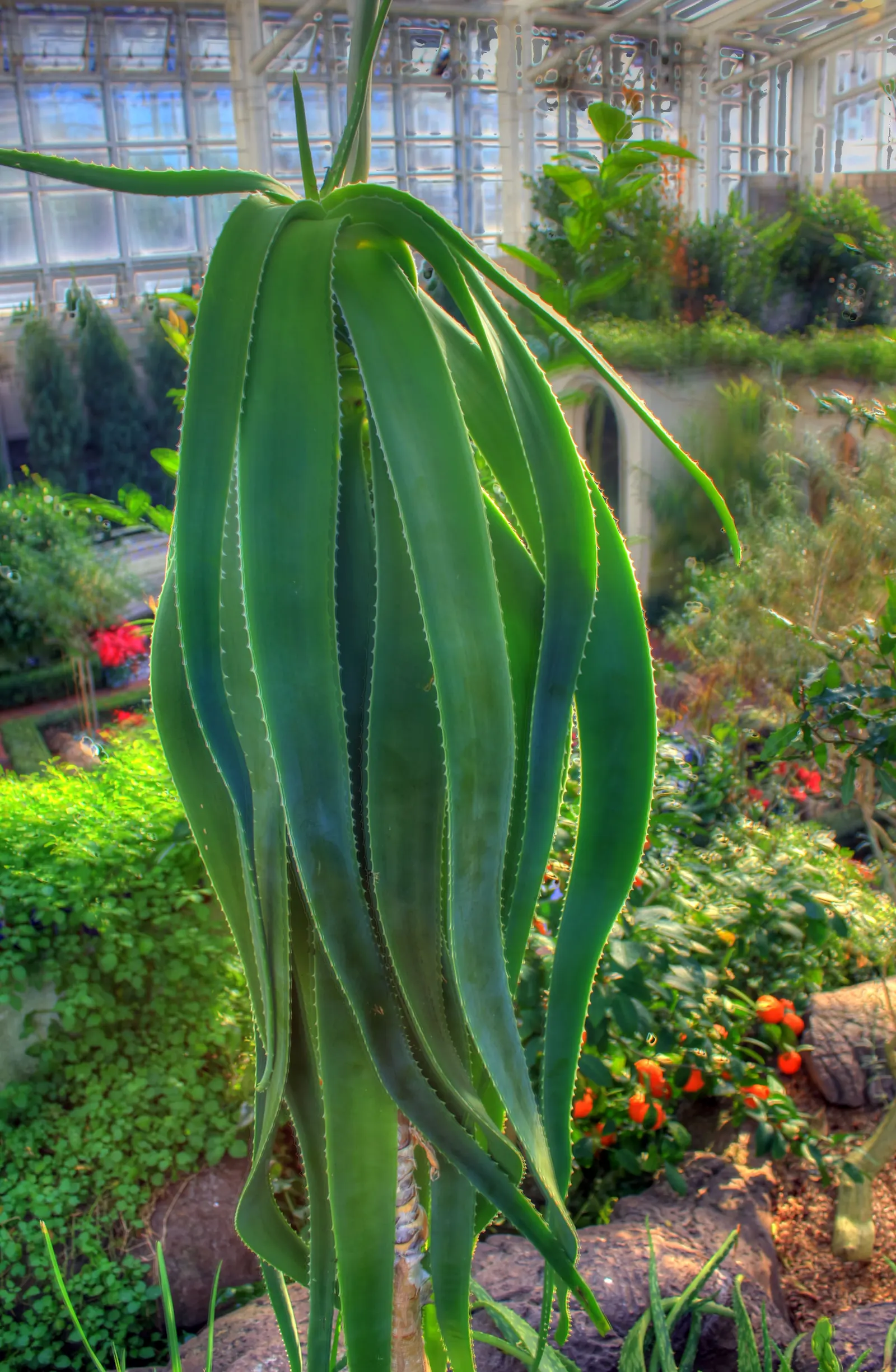 Tree Aloe (Aloe Barberae) — Perfect as a focal specimen, it offers drought tolerance and low maintenance for warm, arid landscapes; preferably grown in USDA