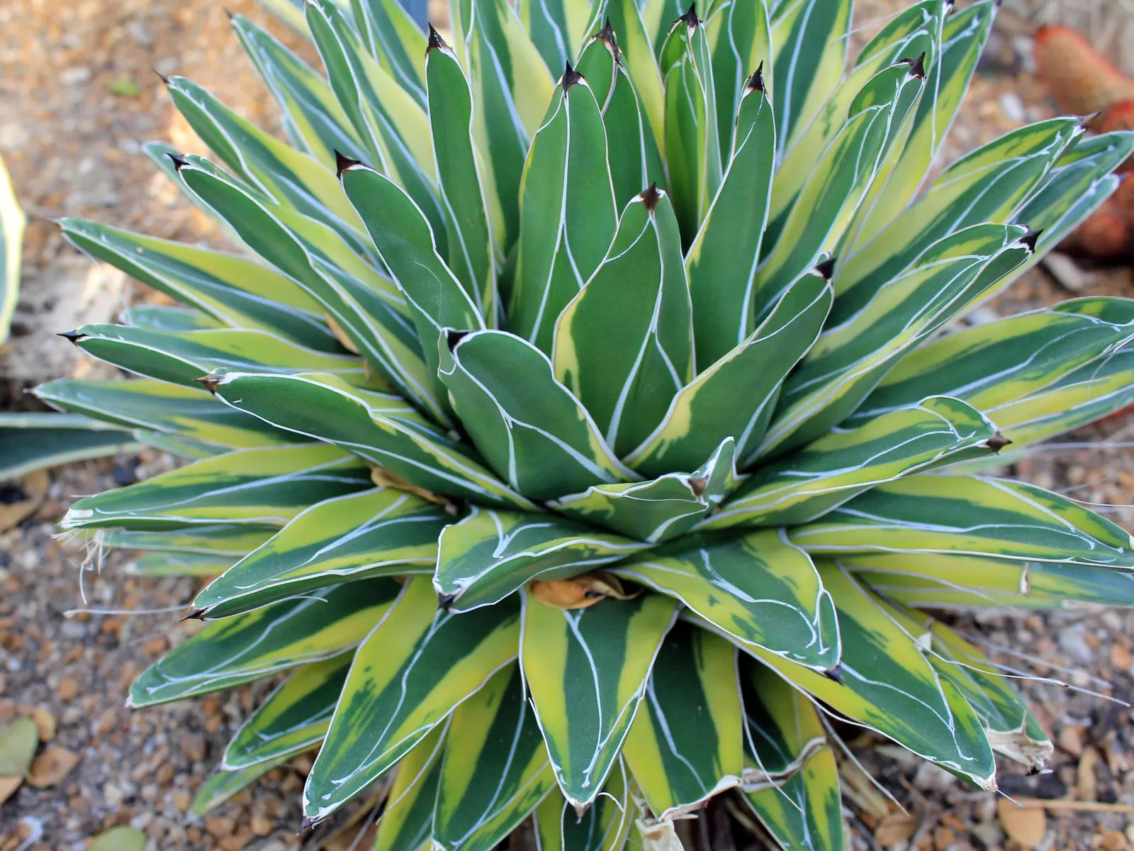 Tree Aloe (Aloe Barberae) — especially suited for xeriscaping or as a centerpiece in a rock garden; this slow-growing succulent tree can reach impressive