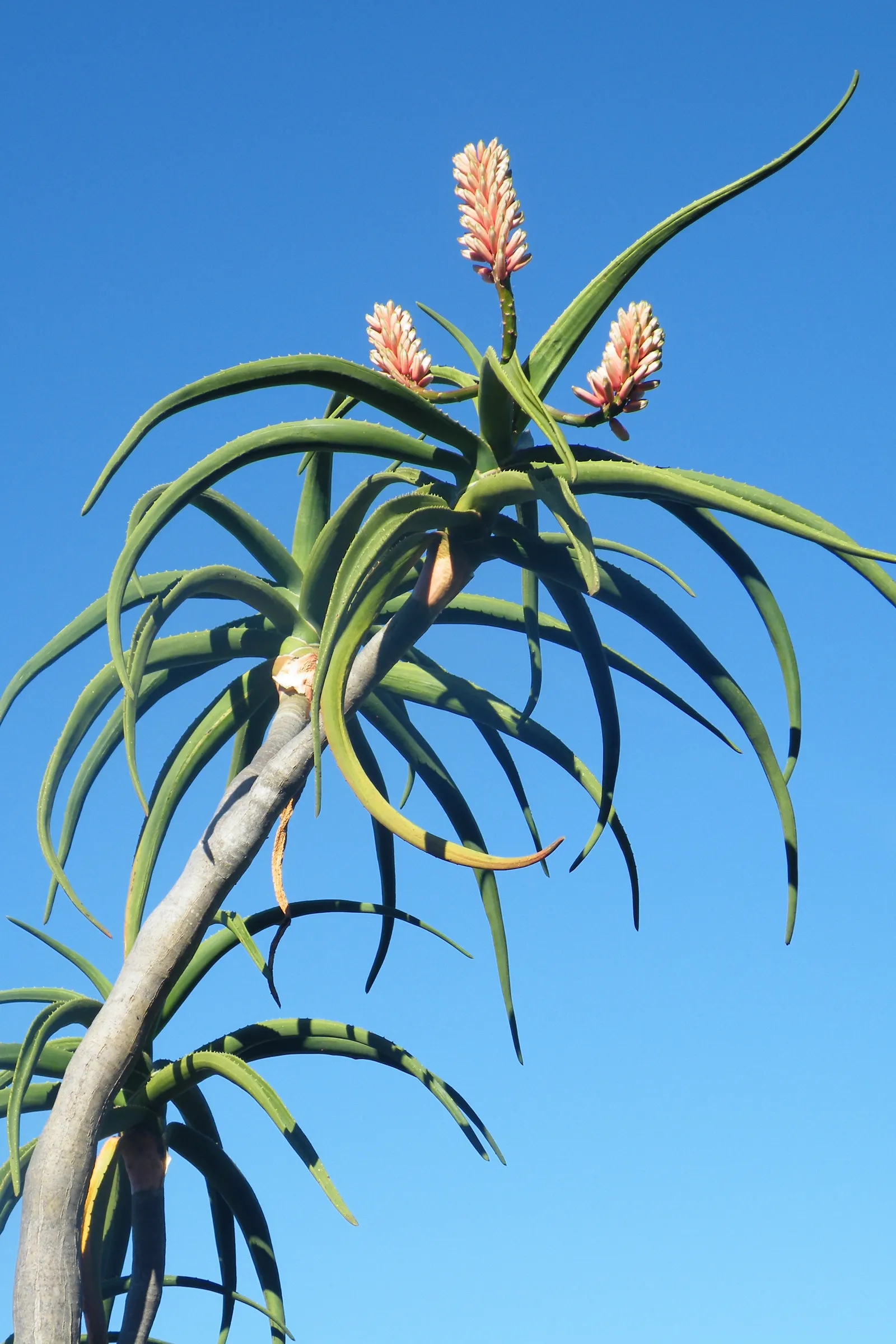 Tree Aloe (Aloe Barberae) — is a striking and elegant specimen; due to its spiny leaf edges, image 92