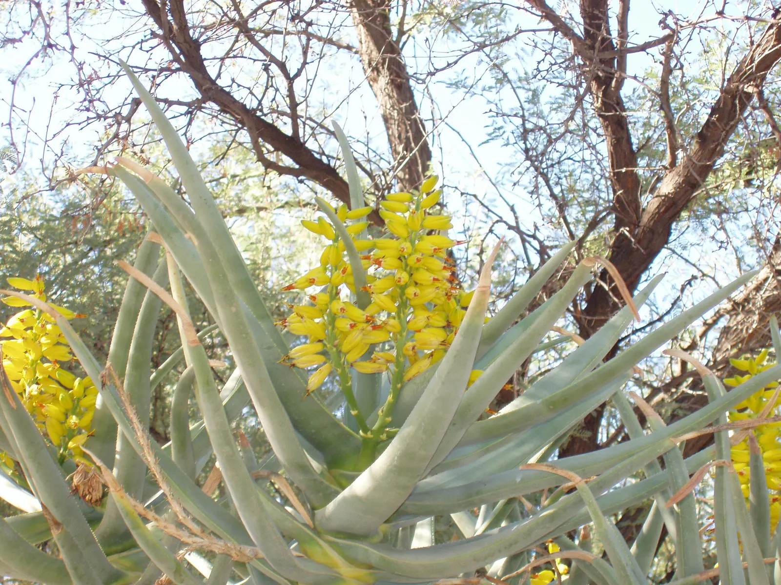 Tree Aloe (Aloe Barberae) — formerly known as Aloes bainesii; it requires well-drained soil and full sun to partial shade exposure