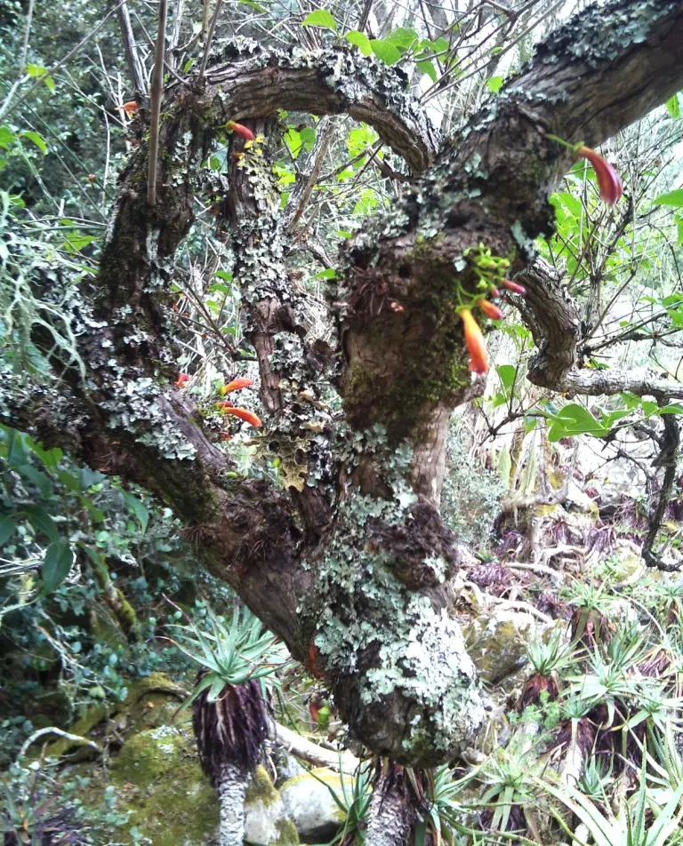 Tree Aloe (Aloe Barberae) — including birds and bees.<br><br>Incorporating this plant into a landscape provides an exotic focal point; preferably grown in USDA