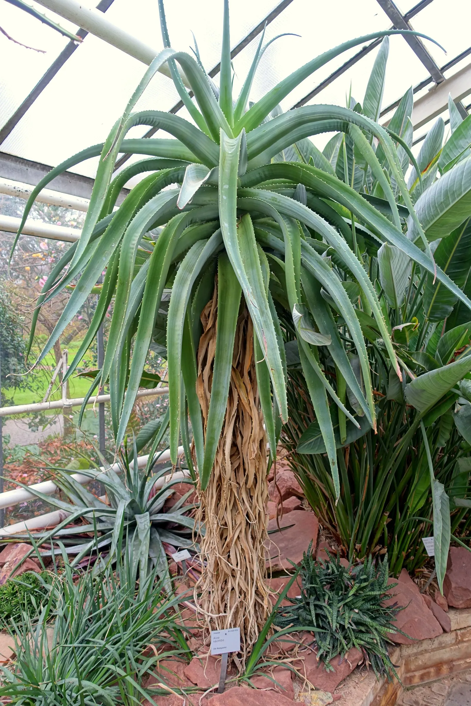 Tree Aloe (Aloe Barberae) — the Tree Aloe bears a dense canopy of rosettes; it requires well-drained soil and full sun to partial shade exposure