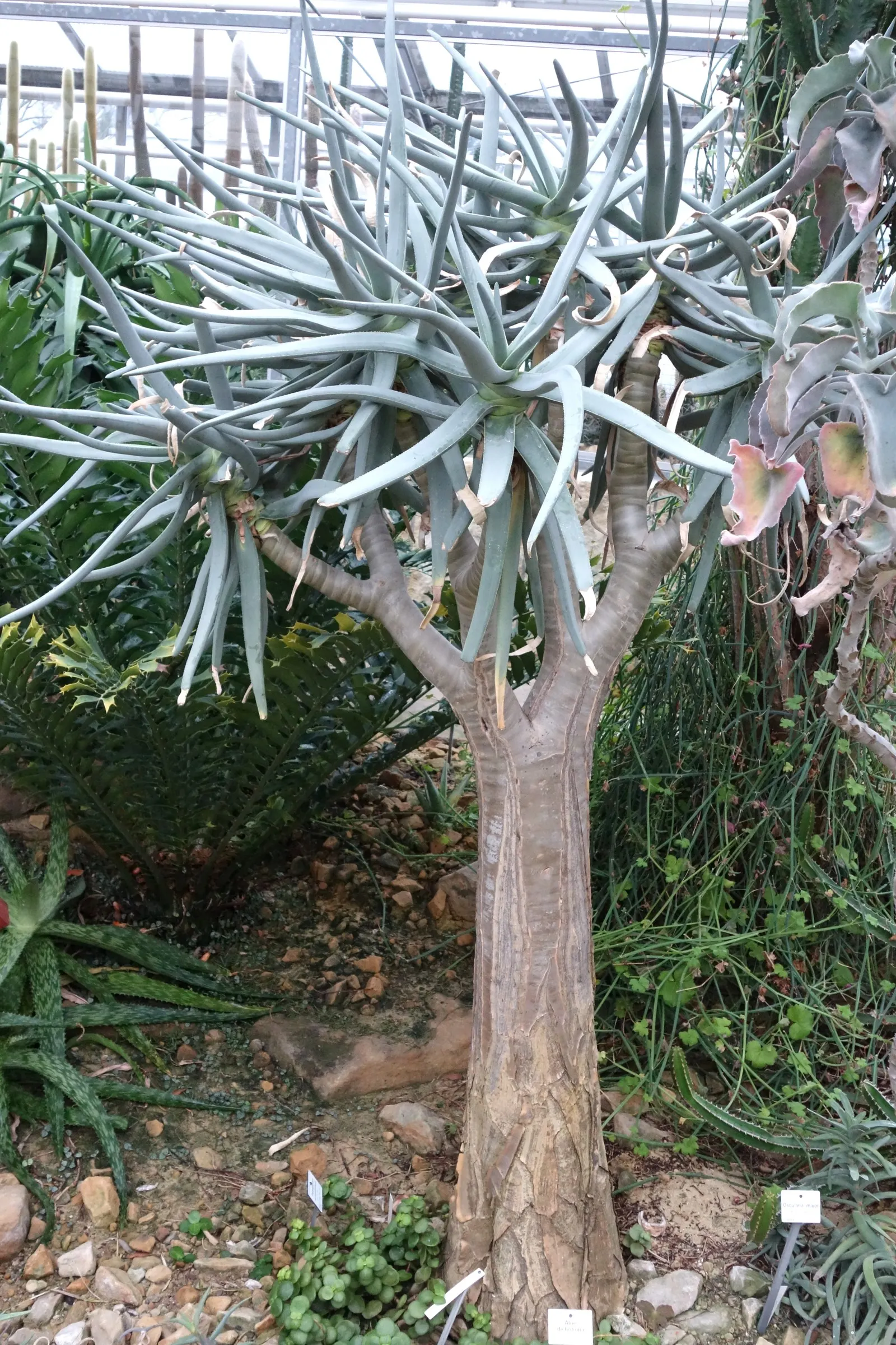 Tree Aloe (Aloe Barberae) — this slow-growing succulent tree can reach impressive heights of 30 to 60 feet in its natural habitat; it requires, image 95