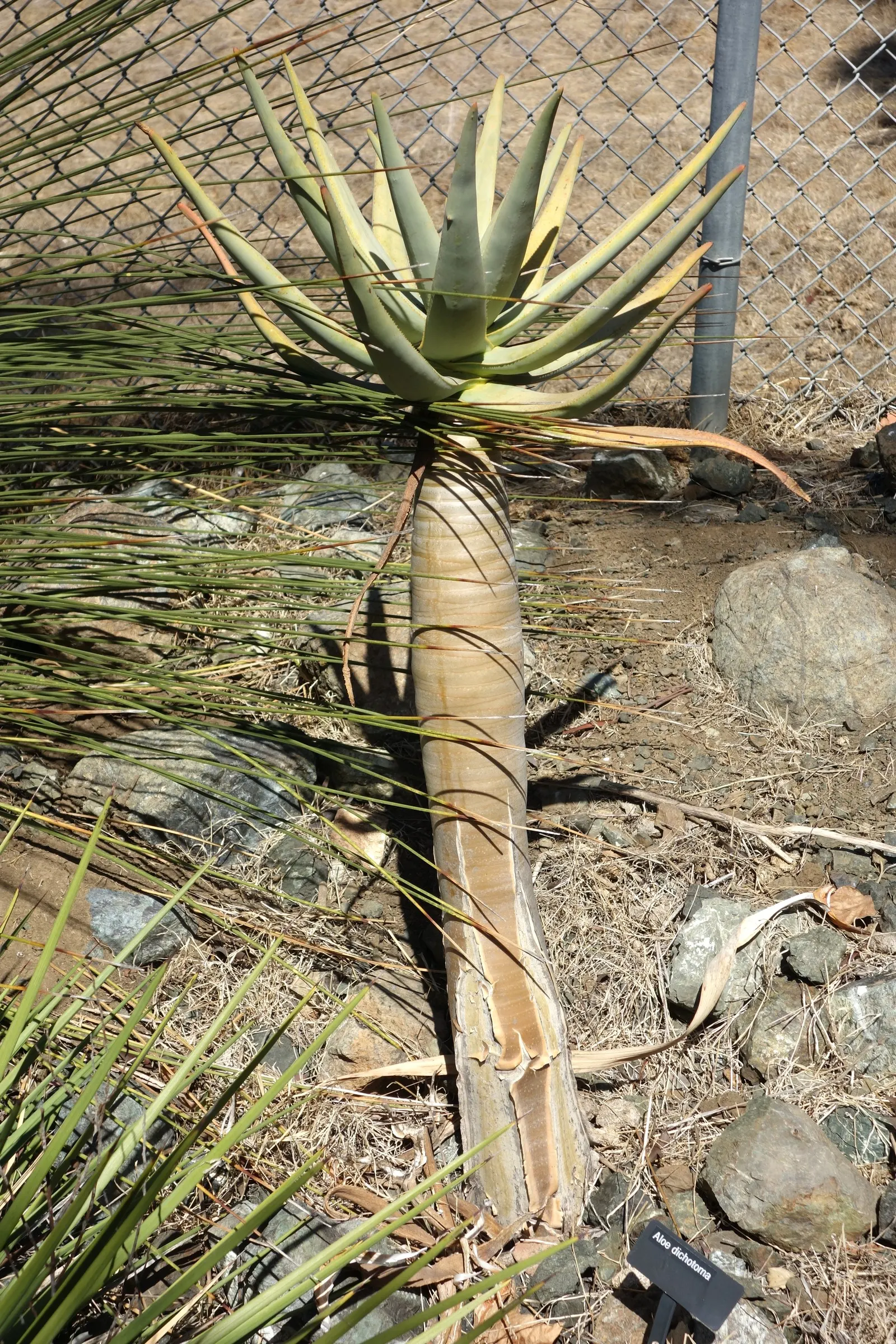 Tree Aloe (Aloe Barberae) — is a striking and elegant specimen; due to its spiny leaf edges