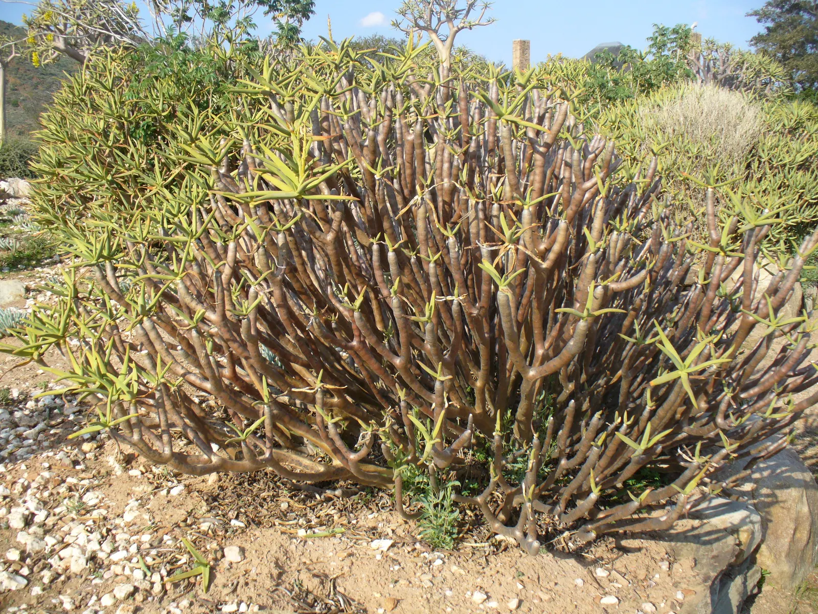 Tree Aloe (Aloe Barberae) — provide ample space to accommodate its majestic size and take care to situate it away from pedestrian pathways; due to its spiny
