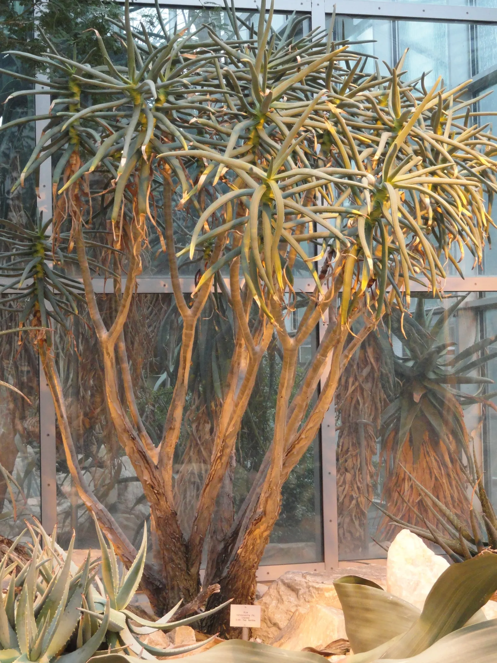 Tree Aloe (Aloe Barberae) — Originating from southern Africa; this slow-growing succulent tree can reach impressive heights of 30 to 60 feet in its natural