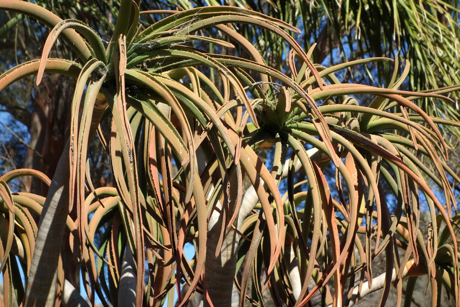 Tree Aloe (Aloe Barberae) — Preferably grown in USDA zones 9-11, it requires full sun to partial shade and well-draining soil; due to its spiny, image 88