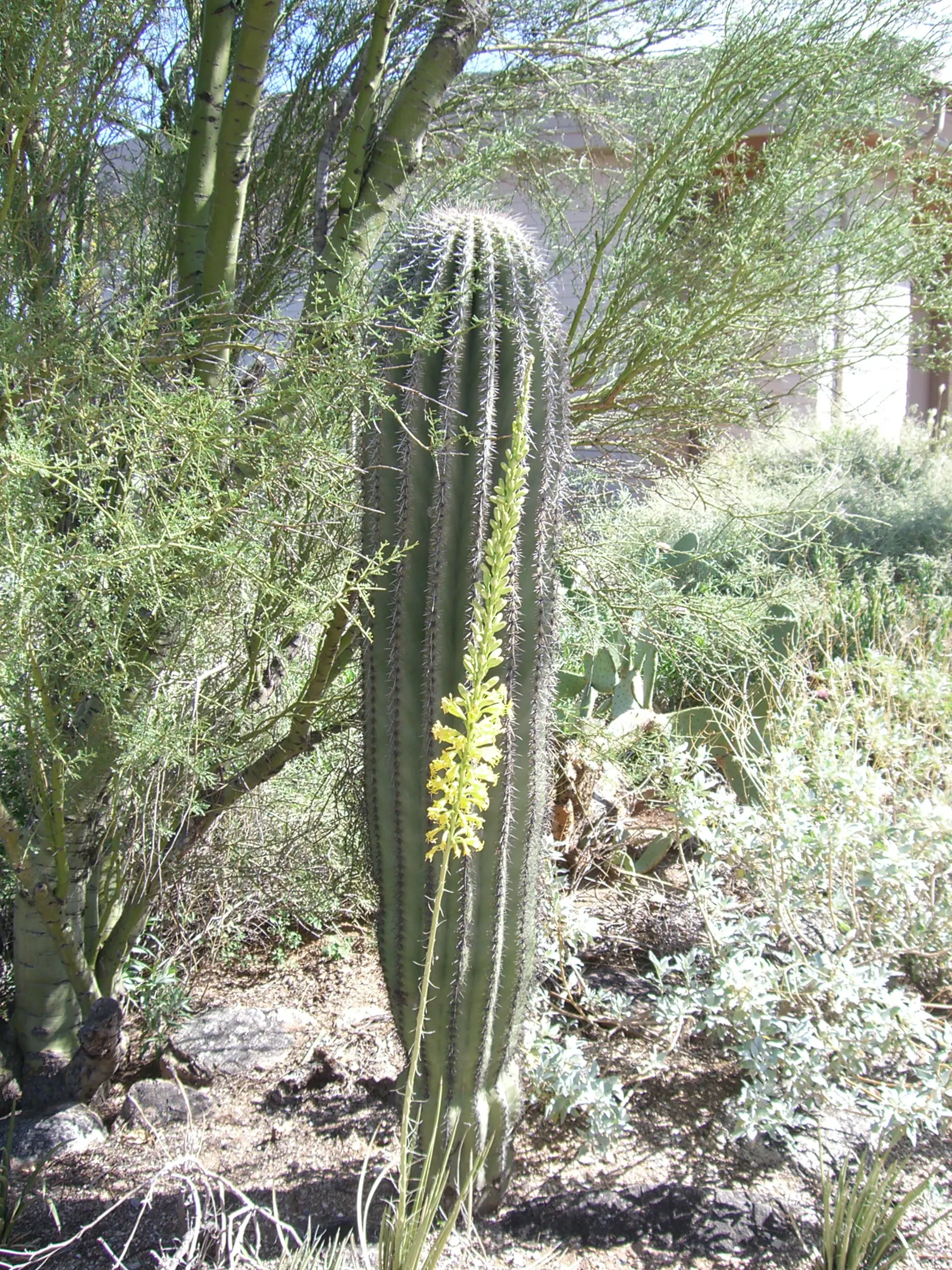Tree Aloe (Aloe Barberae) — When designing with Aloidendron barberae; it requires well-drained soil and full sun to partial shade exposure