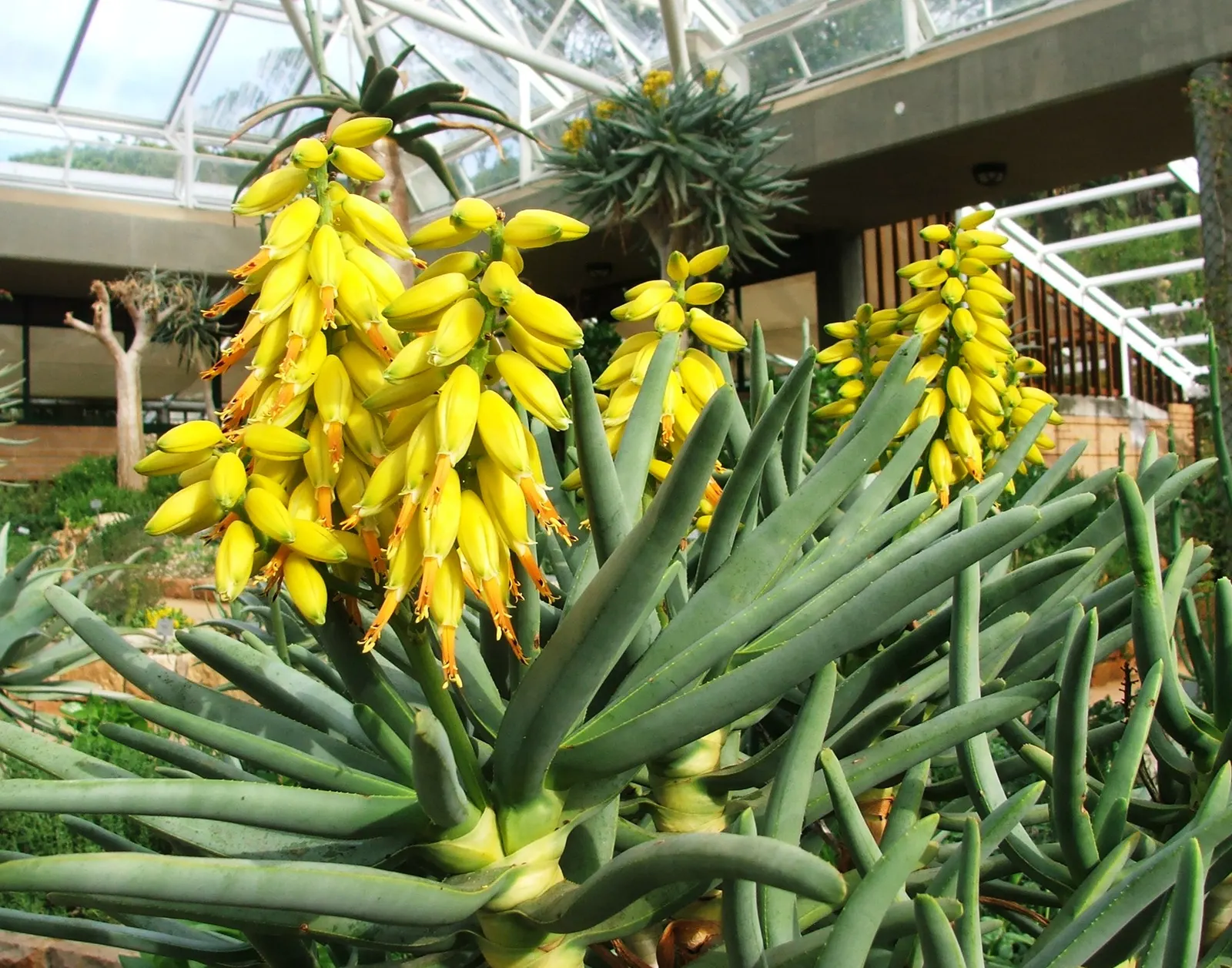 Tree Aloe (Aloe Barberae) — gray-brown branching trunk; this slow-growing succulent tree can reach impressive heights of 30 to 60 feet in its natural habitat