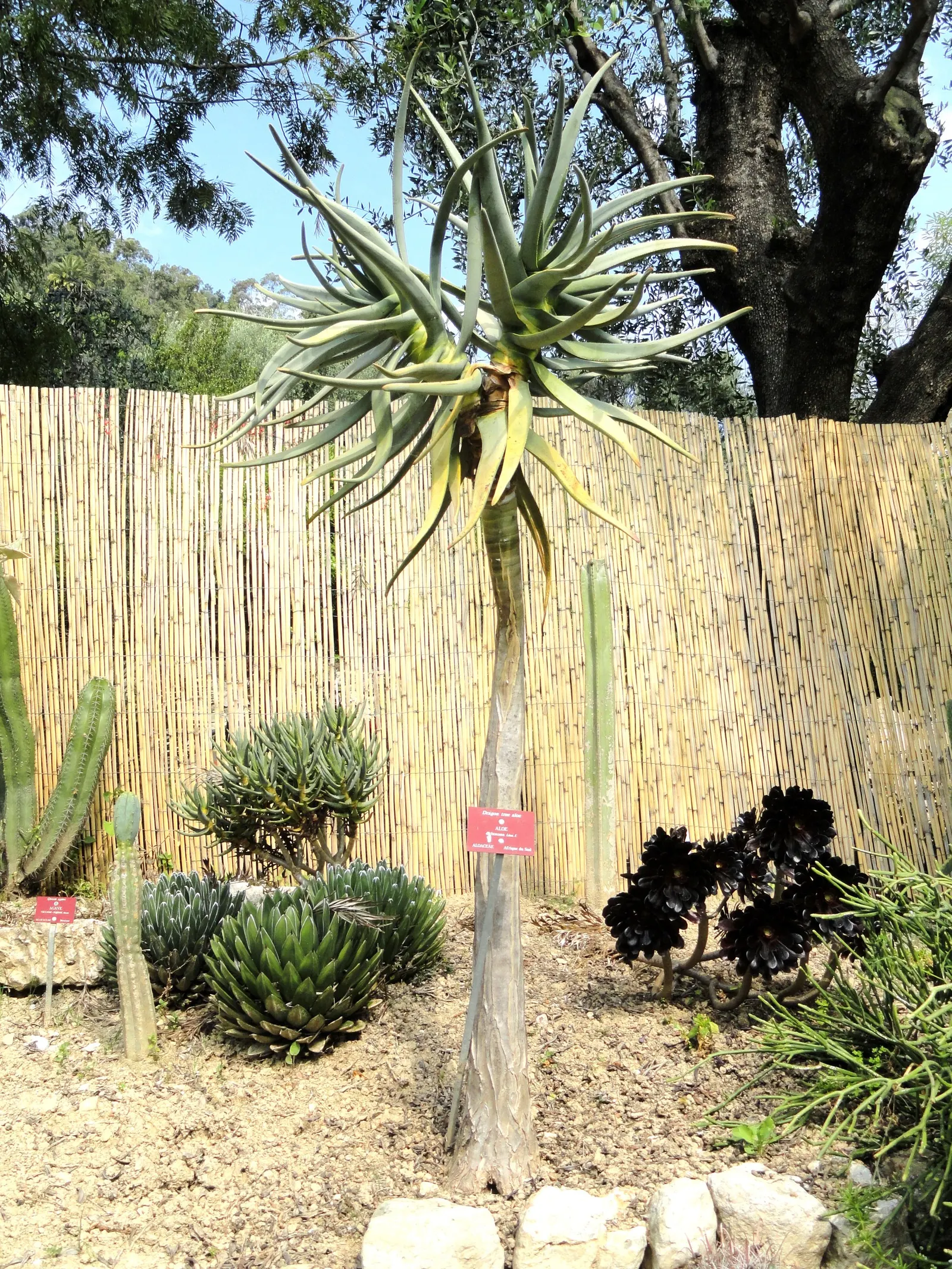Tree Aloe (Aloe Barberae) — ideal for adding a sculptural element to any landscape design; preferably grown in USDA zones 9-11, it requires full sun to partial
