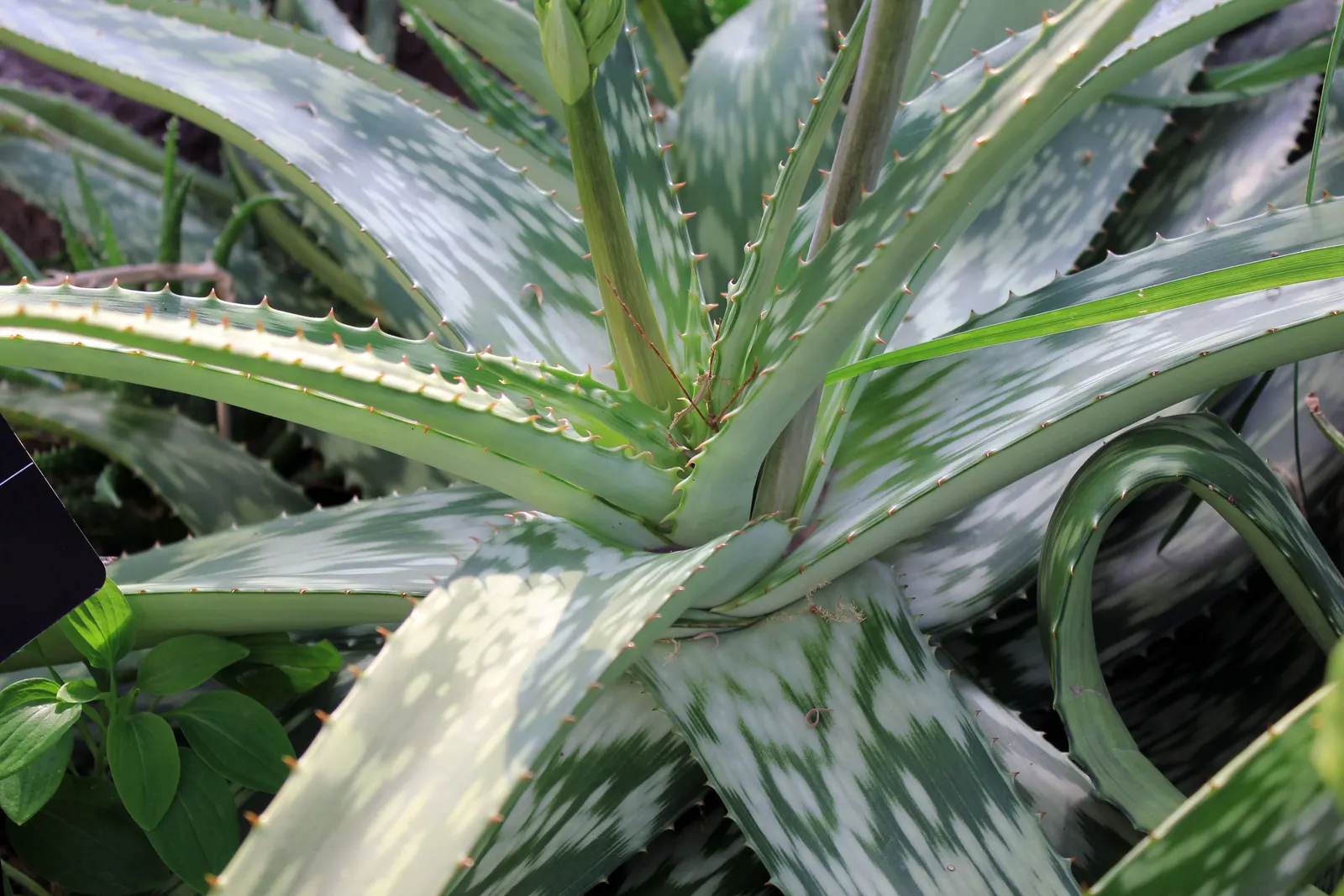 Tree Aloe (Aloe Barberae) — Tree Aloe (Aloe barberae) is a majestic, evergreen succulent reaching up to 50 feet tall and 10 feet wide; preferably, image 57