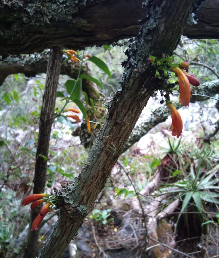 Tree Aloe (Aloe Barberae) — it requires well-drained soil and full sun to partial shade exposure; this slow-growing succulent tree can reach impressive heights