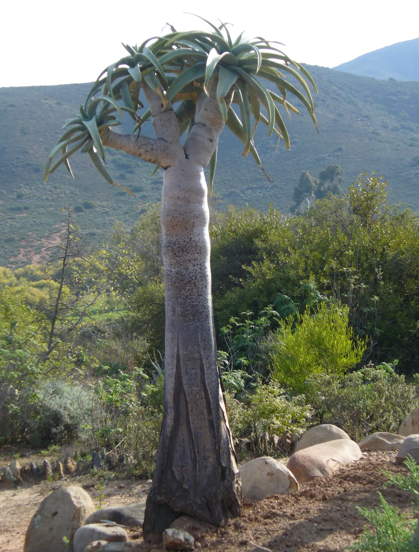 Tree Aloe (Aloe Barberae) — arching green leaves up to 2 feet in length; due to its spiny leaf edges