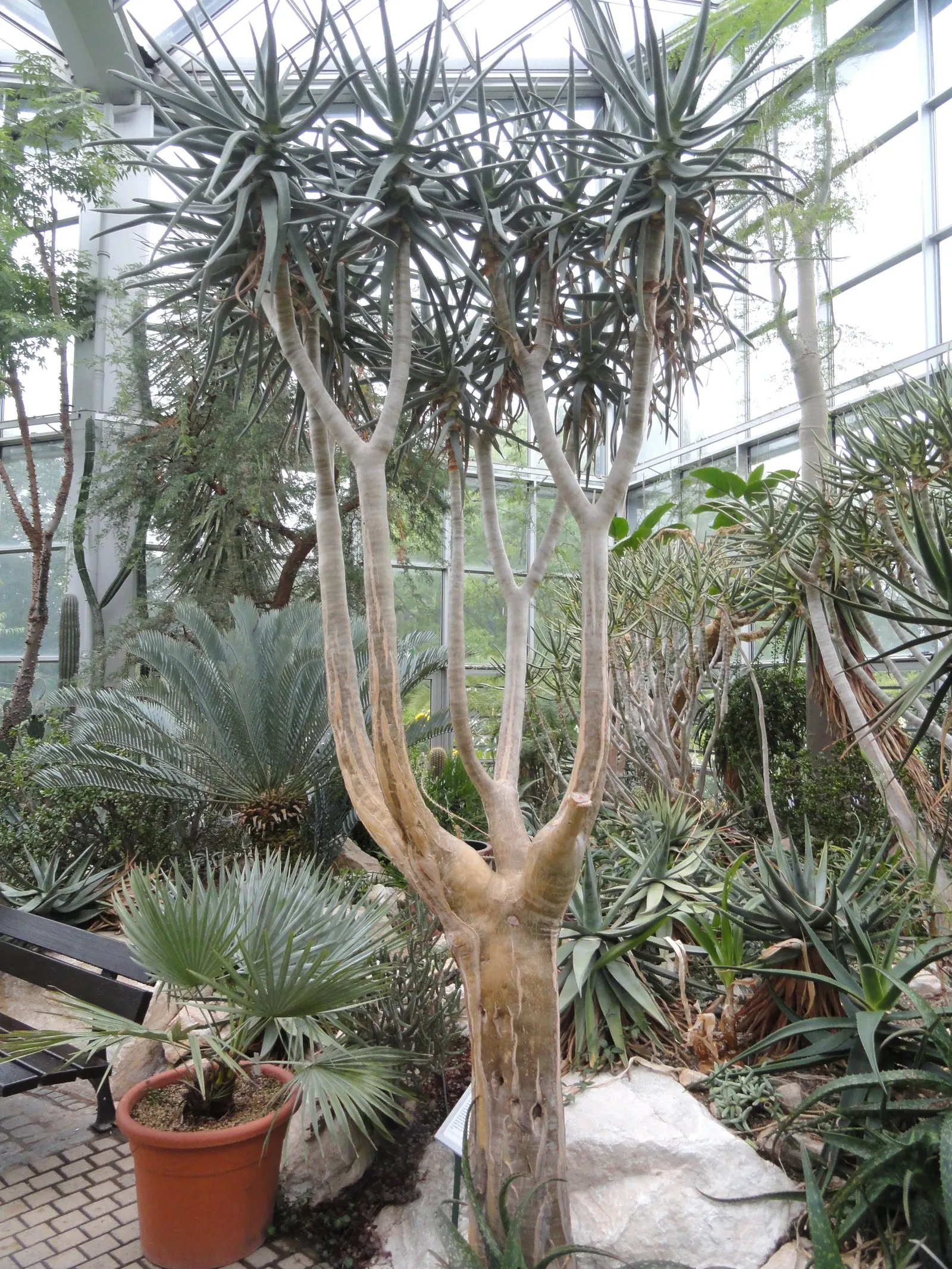 Tree Aloe (Aloe Barberae) — this slow-growing succulent tree can reach impressive heights of 30 to 60 feet in its natural habitat; it requires well-drained