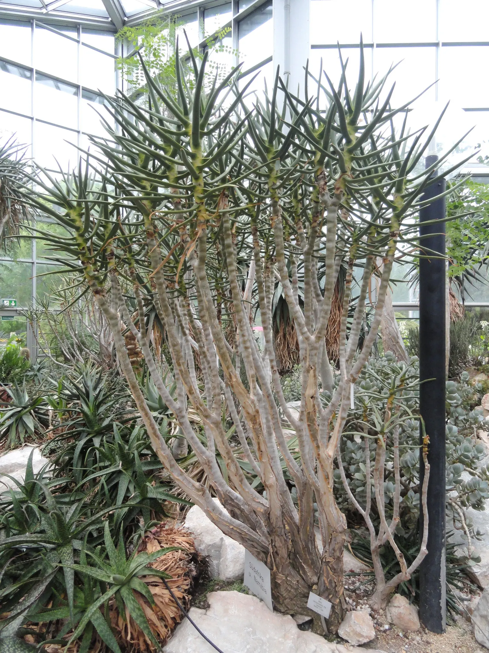 Tree Aloe (Aloe Barberae) — it typically grows to about 18 to 30 feet tall; due to its spiny leaf edges
