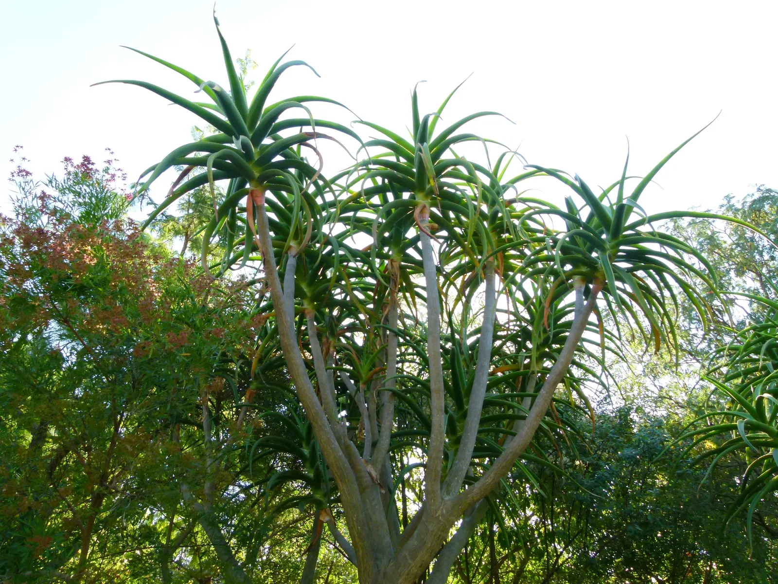 Tree Aloe (Aloe Barberae) — Preferably grown in USDA zones 9-11, it requires full sun to partial shade and well-draining soil; due to its spiny, image 60