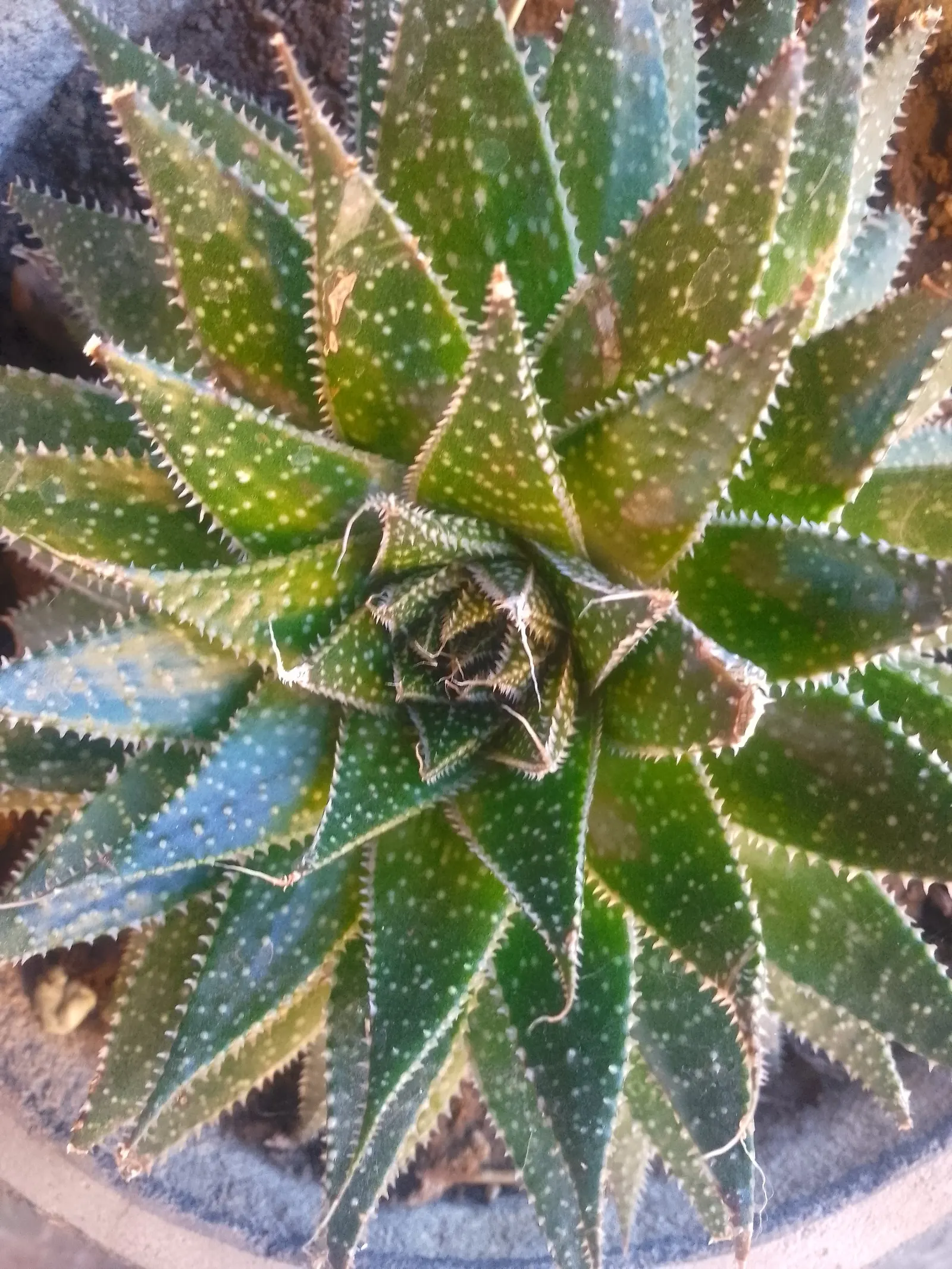 Tree Aloe (Aloe Barberae) — ideal for adding a sculptural element to any landscape design; preferably grown in USDA zones 9-11, it requires full, image 93