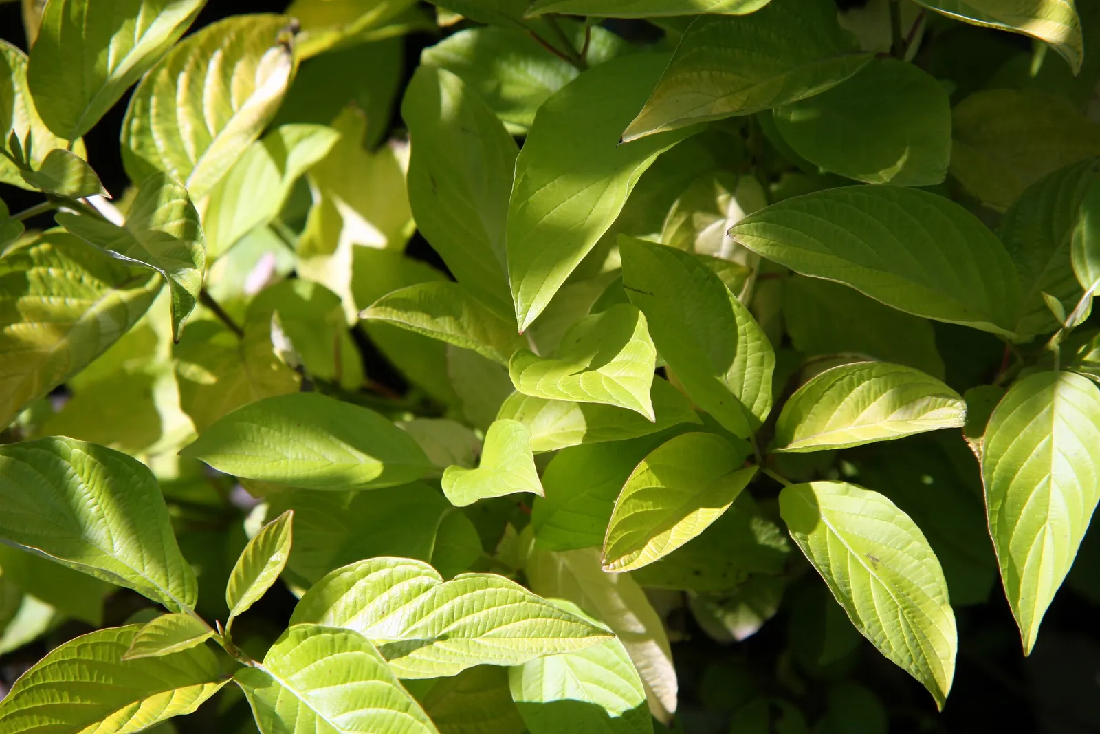 Garden Glow Dogwood (Cornus Hessei 'Garden Glow') — The Garden Glow Dogwood (Cornus hessei 'Garden Glow') is a vibrant deciduous shrub
