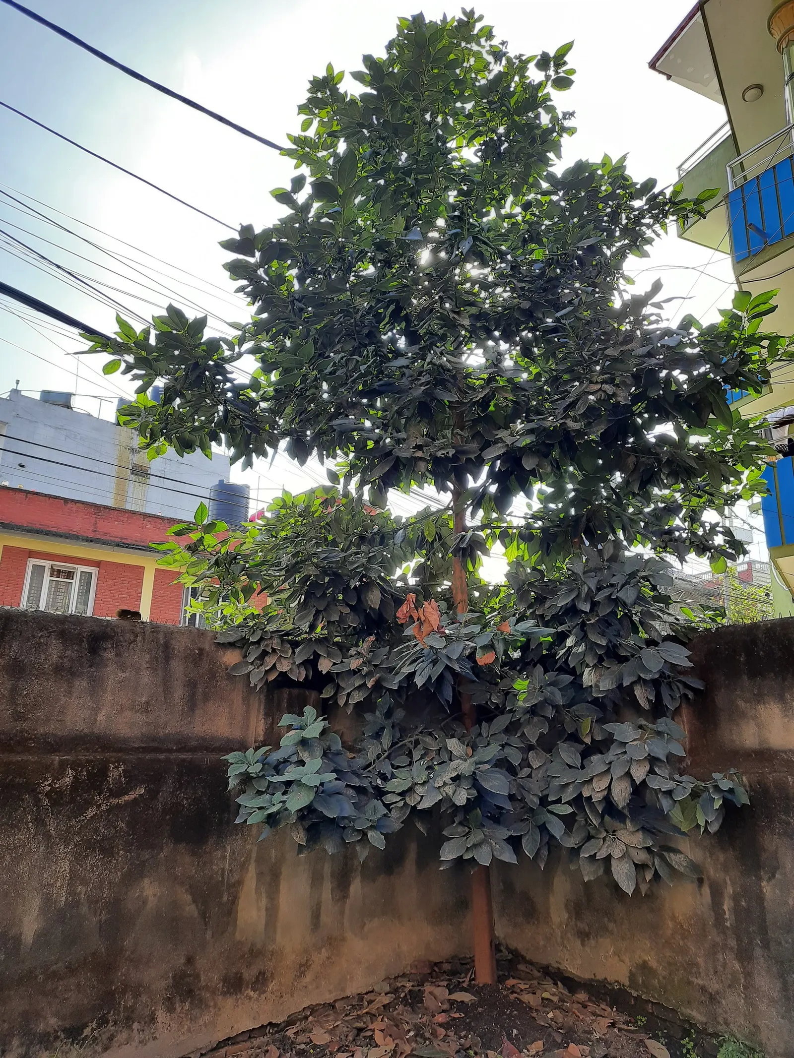 Hass Avocado (Persea Americana 'Hass') — ideally in USDA Hardiness Zones 9 to 11