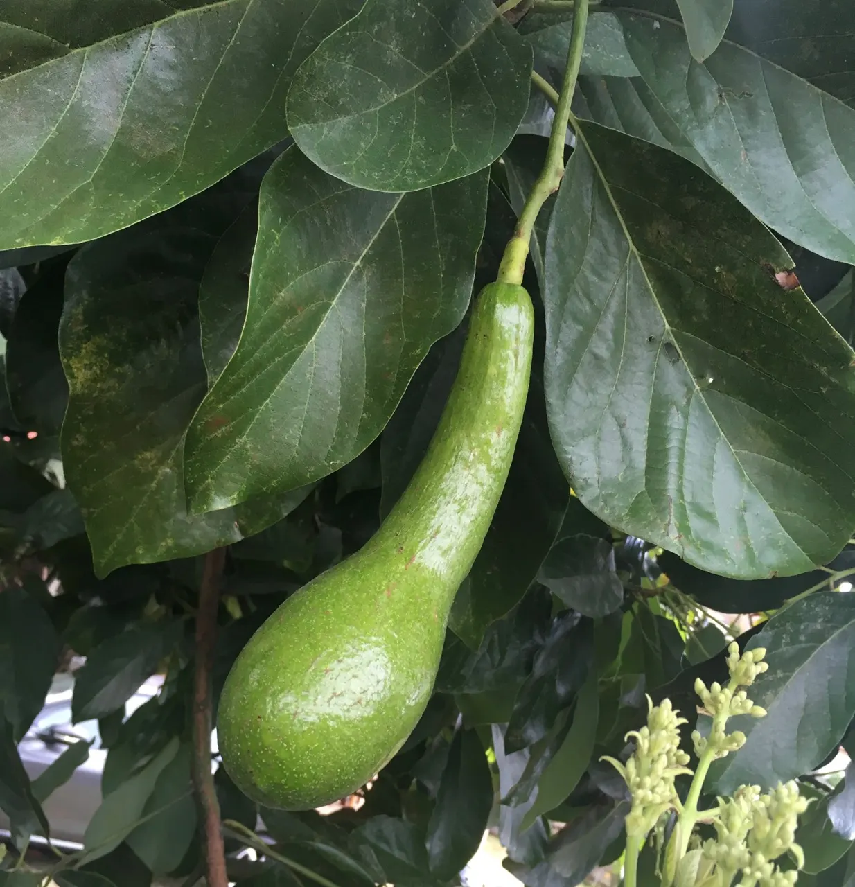 Hass Avocado (Persea Americana 'Hass') — It is famed for its buttery, nutrient-rich fruit and thrives in USDA zones 9-11