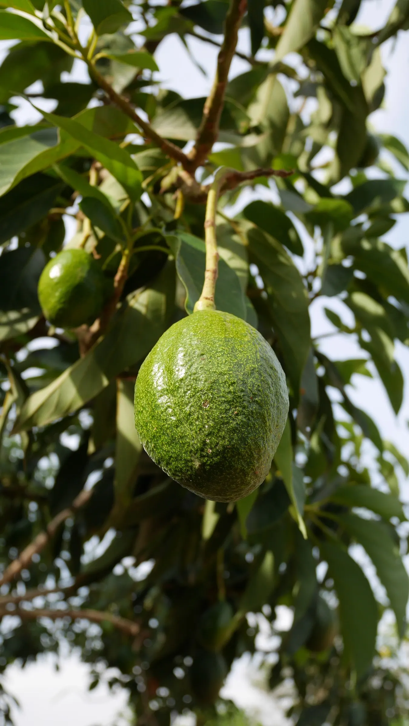 Hass Avocado (Persea Americana 'Hass') — With an average fruit size of 6-12 ounces, it necessitates full sun and well-drained soil