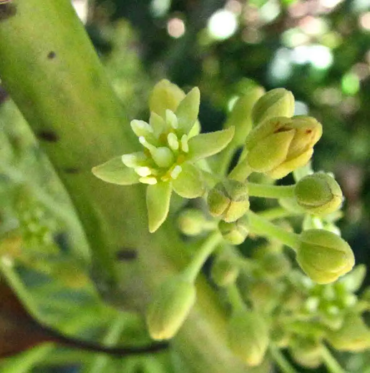 Hass Avocado (Persea Americana 'Hass') — distinguishable from other avocados by their pebbly