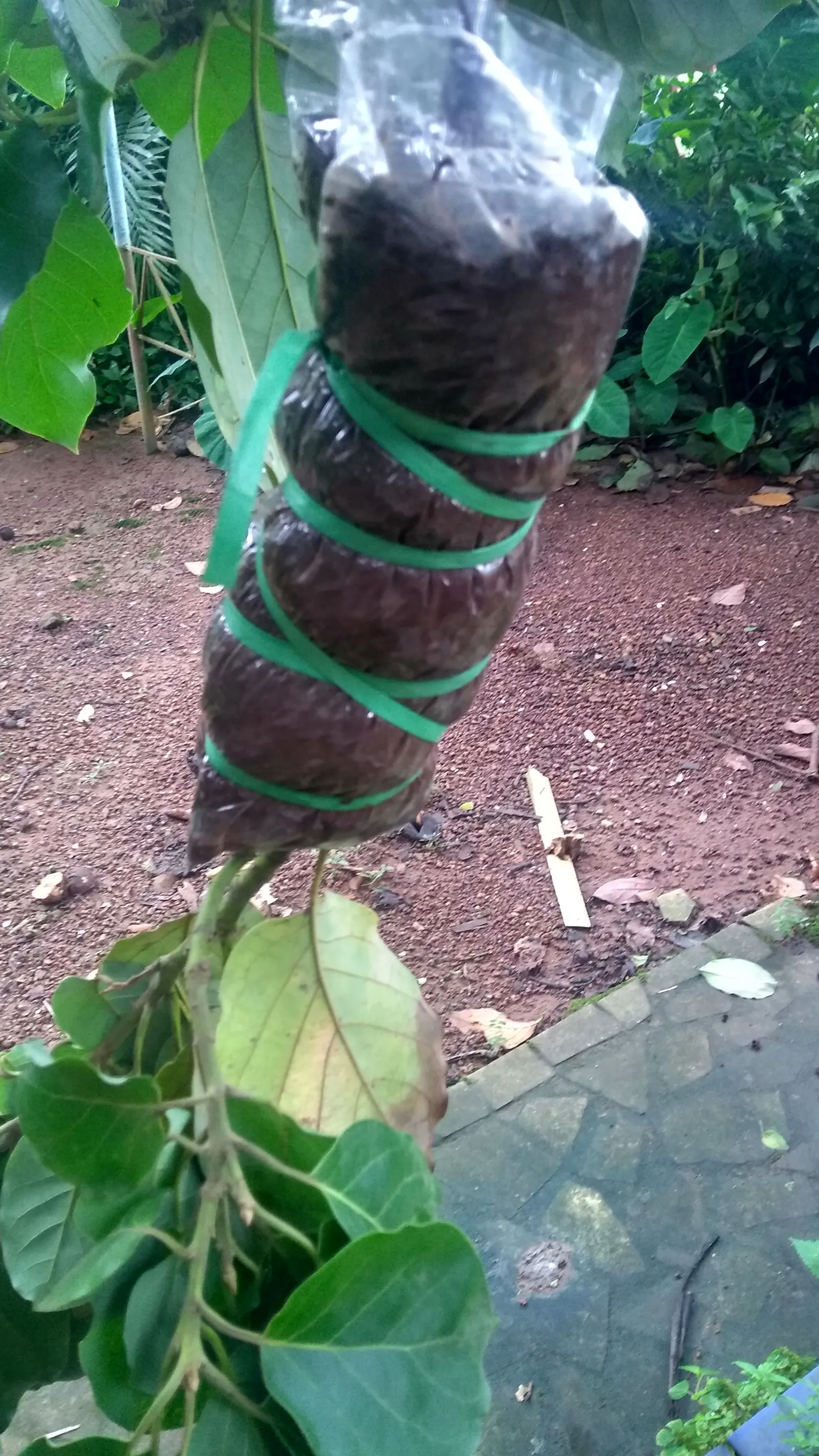 Hass Avocado (Persea Americana 'Hass') — reaching heights of 15-30 feet with an equal spread