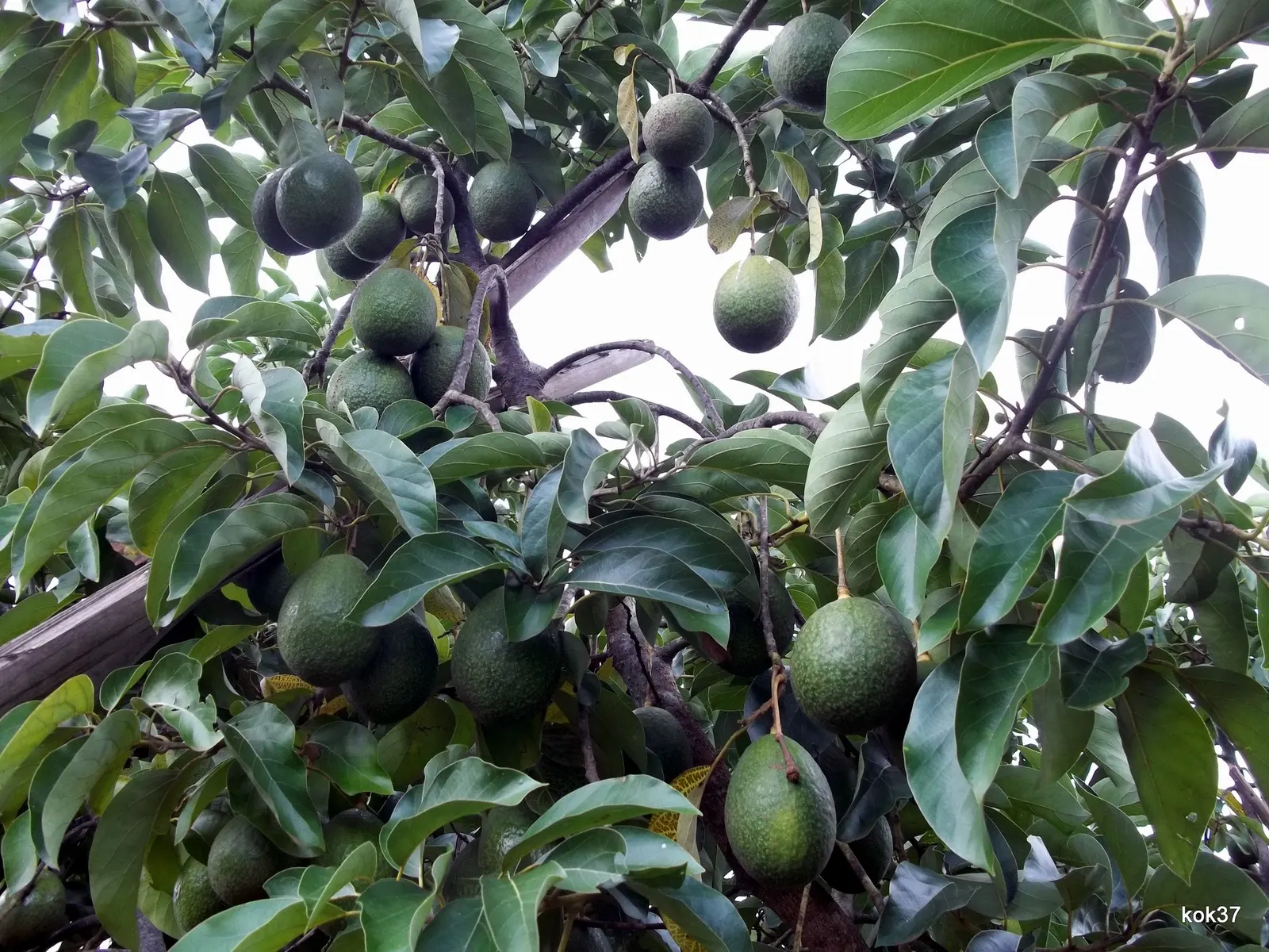 Hass Avocado (Persea Americana 'Hass') — Regular watering promotes healthy growth