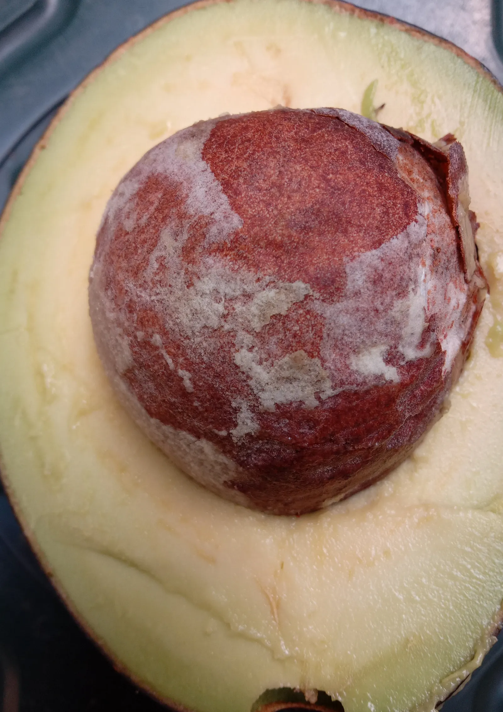 Hass Avocado (Persea Americana 'Hass') — you should consider providing a spacious area for it to flourish