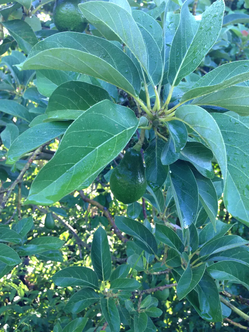 Hass Avocado (Persea Americana 'Hass') — which provides ample shade
