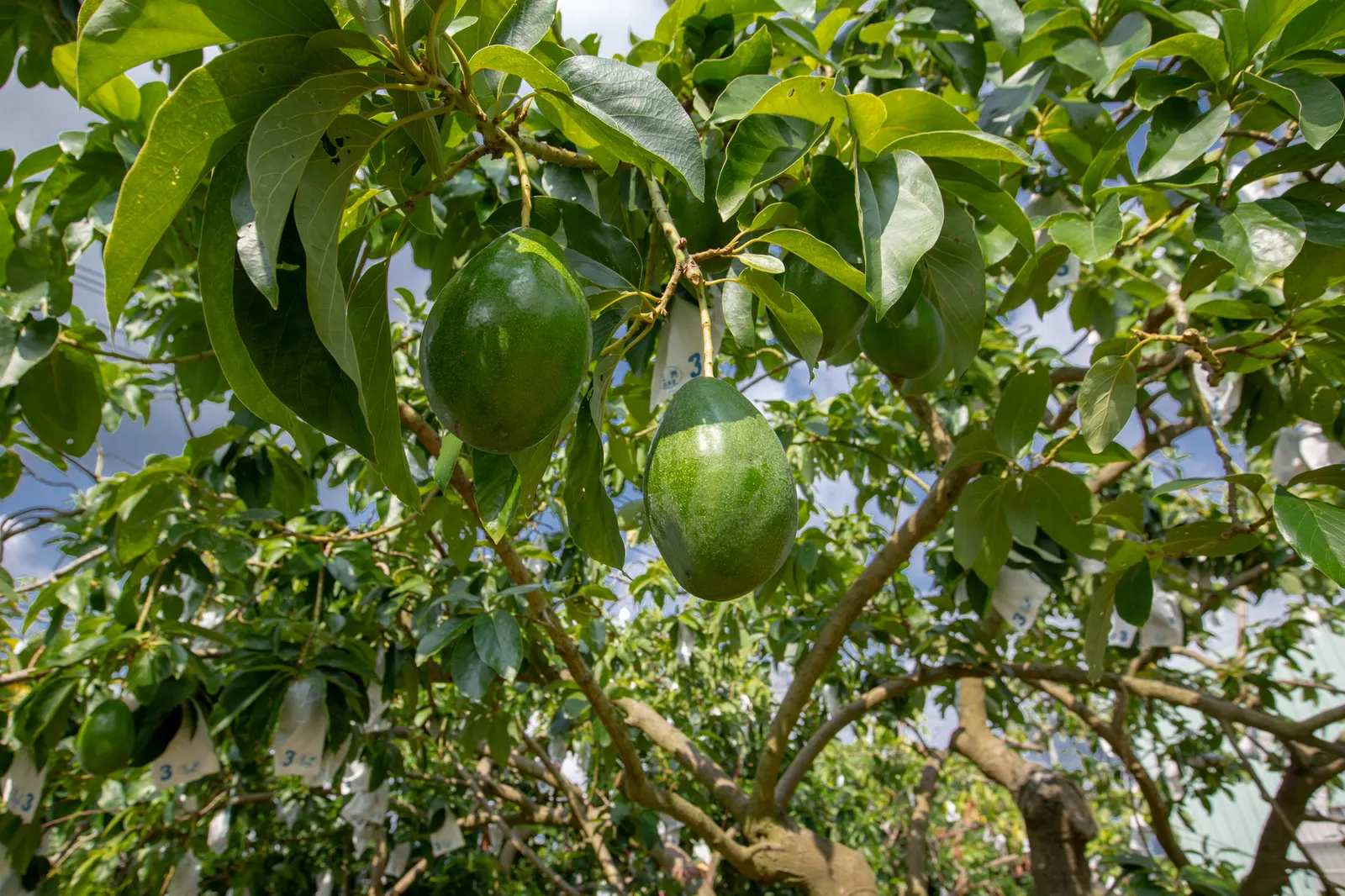 Hass Avocado (Persea Americana 'Hass') — The tree offers dense foliage with a leathery texture, adding a lush, green presence to landscapes