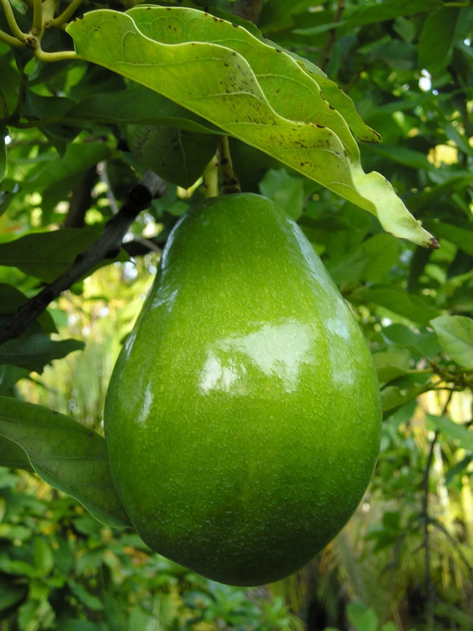 Hass Avocado (Persea Americana 'Hass') — Originating from Southern California