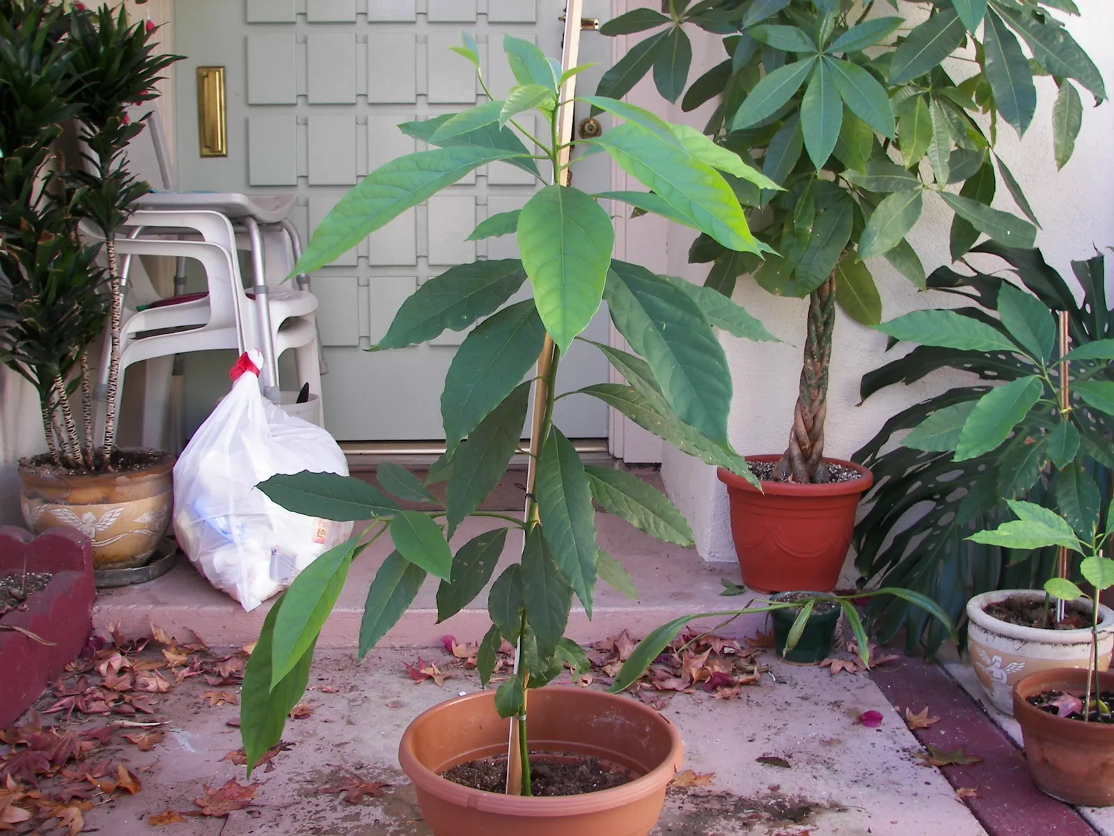 Hass Avocado (Persea Americana 'Hass') — is a prolific cultivar that serves as a staple in both culinary and landscape settings