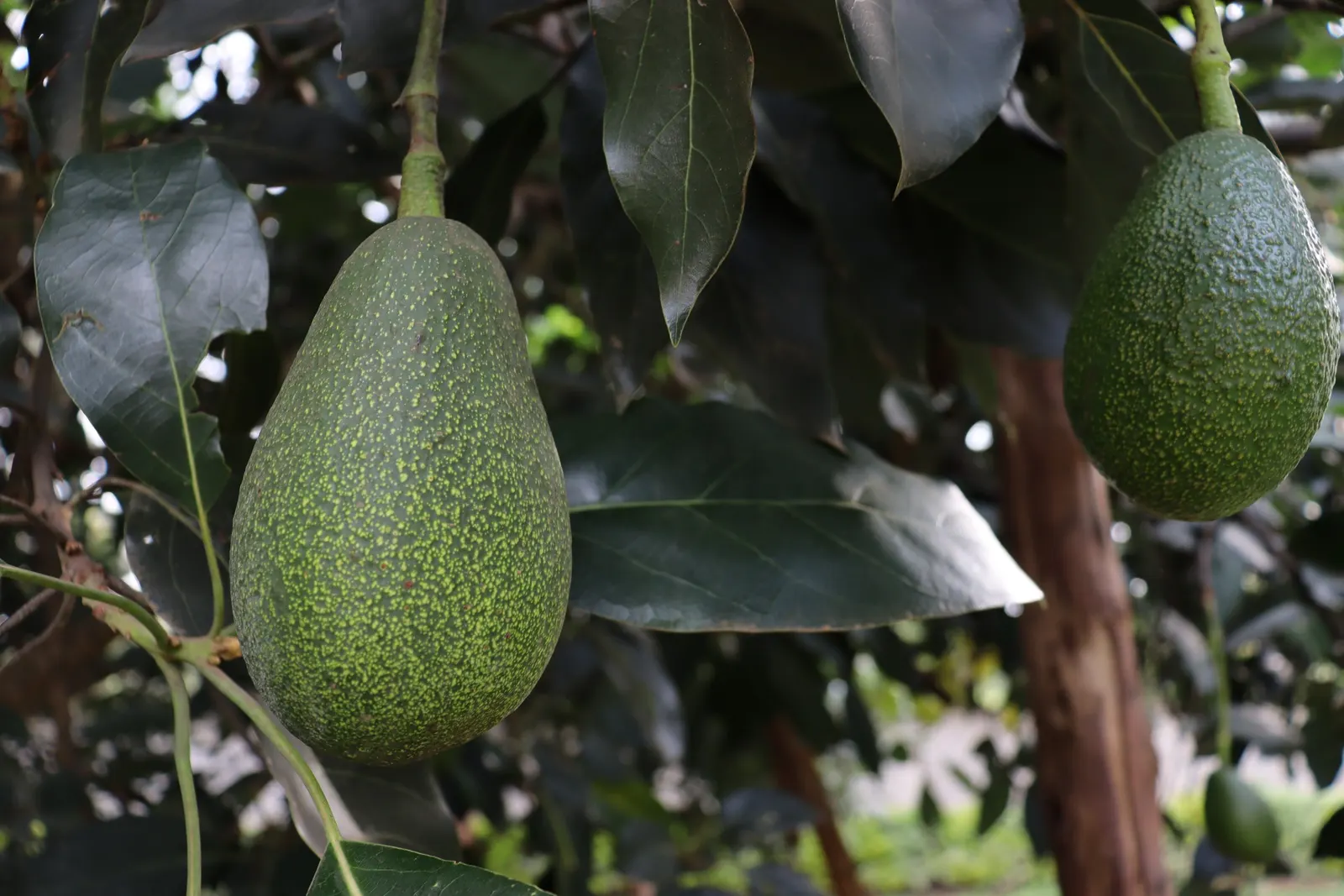 Hass Avocado (Persea Americana 'Hass') — this evergreen tree is lauded for its high yield of creamy