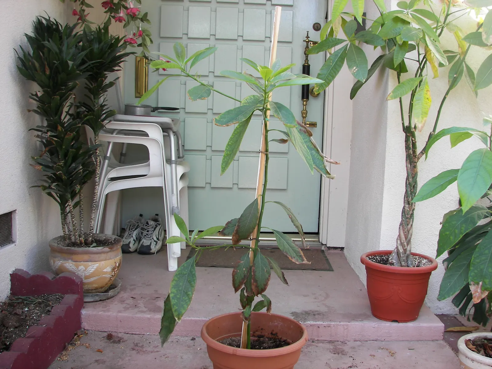 Hass Avocado (Persea Americana 'Hass') — The Hass Avocado (Persea americana 'Hass') is a medium to large evergreen tree