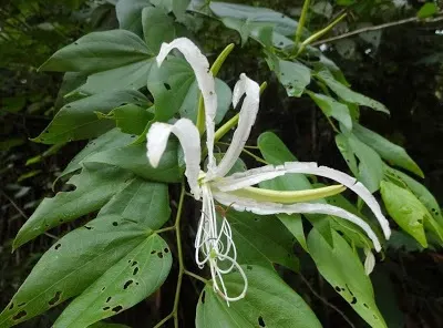 Brazilian Butterfly Tree (Bauhinia forficata) — It requires full sun and well-drained soil, thriving in zones 9-11