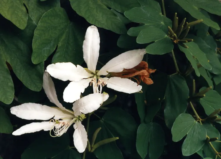 Brazilian Butterfly Tree (Bauhinia forficata) — Its most distinctive feature is the two-lobed