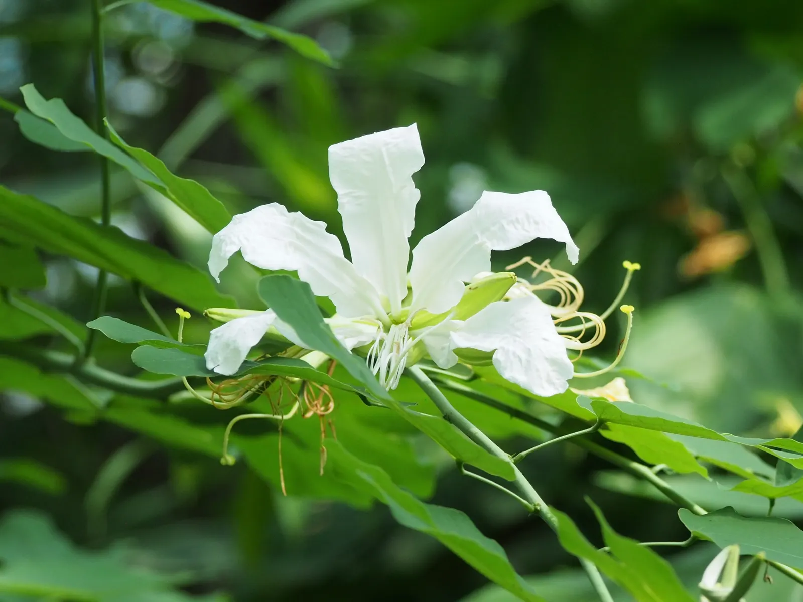 Brazilian Butterfly Tree (Bauhinia forficata) — ranging in size from 4 to 6 inches across.<br><br>In late winter to early spring