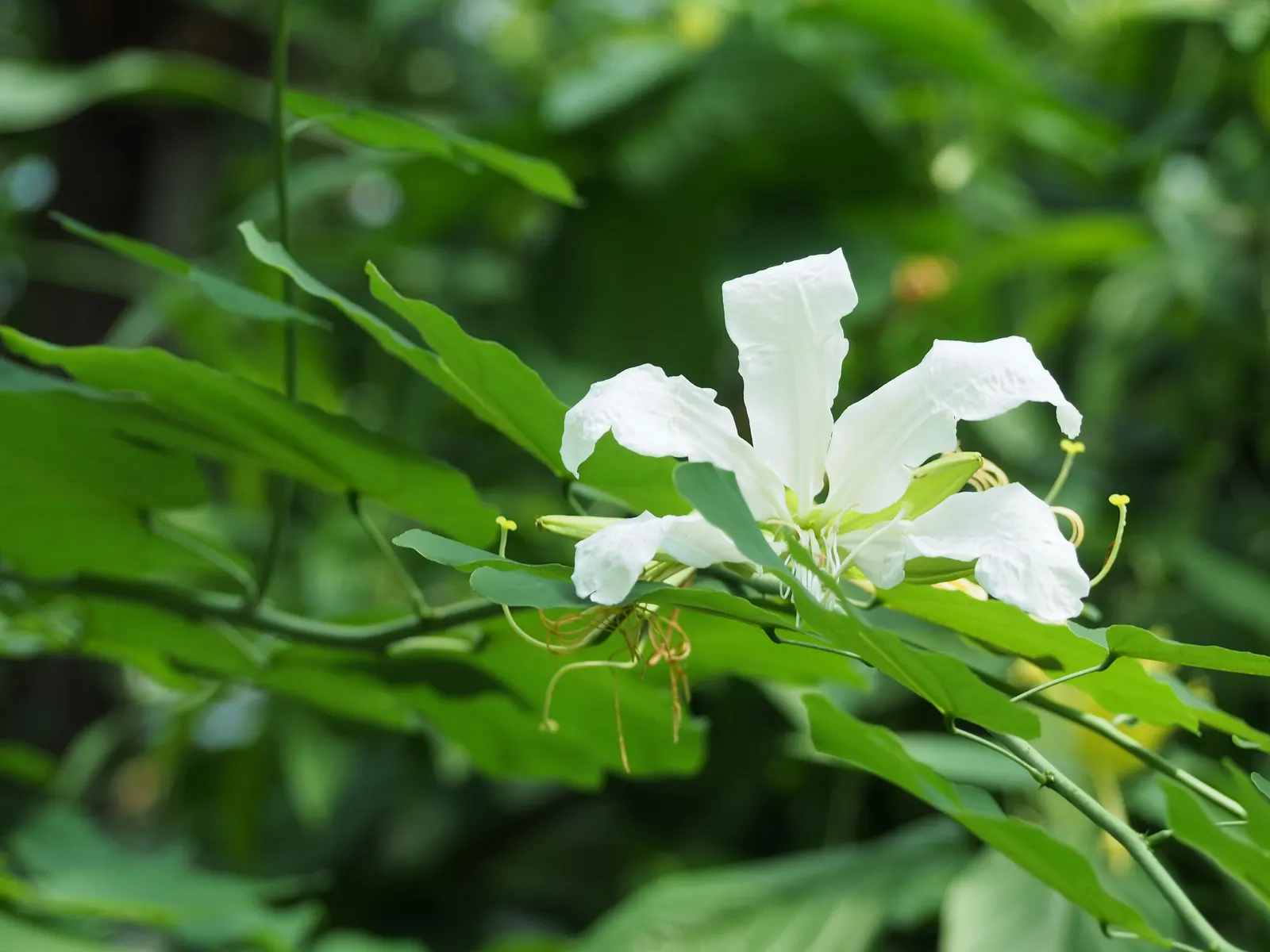 Brazilian Butterfly Tree (Bauhinia forficata) — Each bloom measures about 3 to 4 inches in diameter and is characterized by its five-petaled