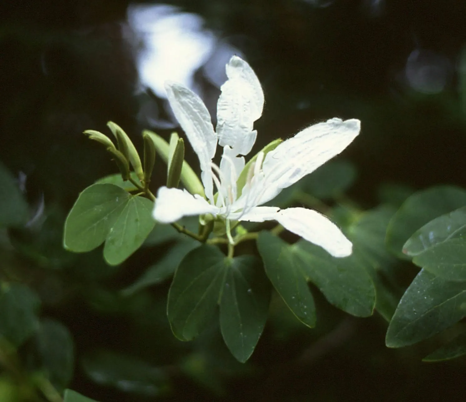 Brazilian Butterfly Tree (Bauhinia forficata) — semi-deciduous tree reaching heights of 20-35 ft