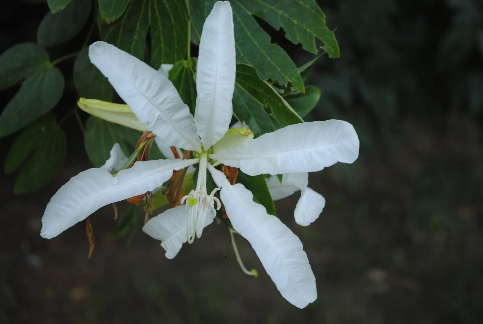 Brazilian Butterfly Tree (Bauhinia forficata) — Its two-lobed leaves, reminiscent of a butterfly's wings, span 4-6 inches, affording unique texture