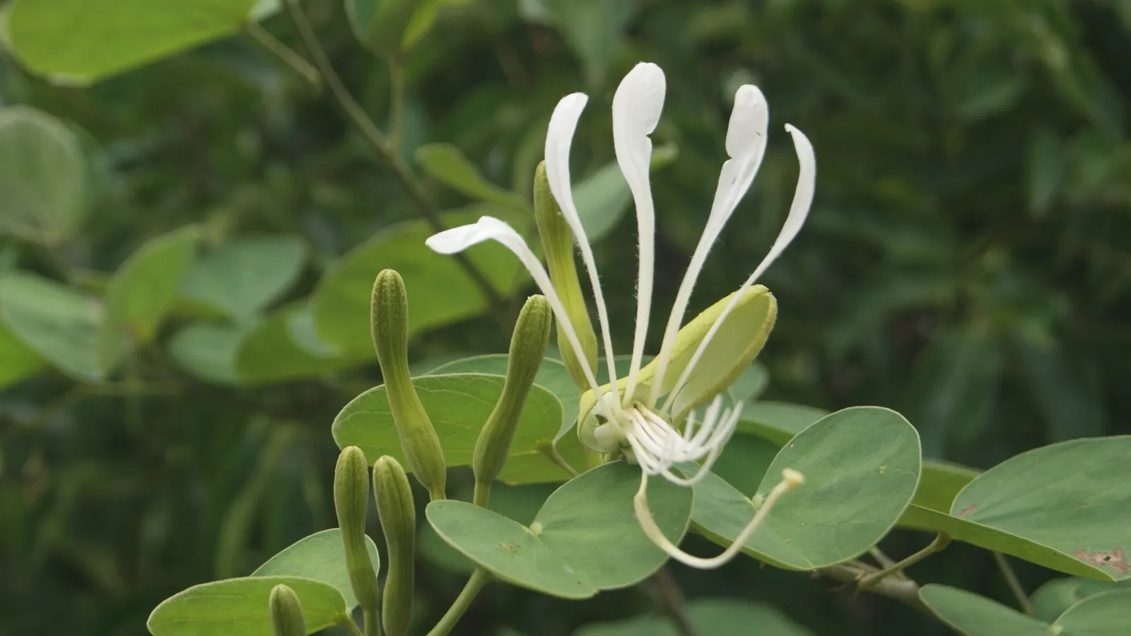 Brazilian Butterfly Tree (Bauhinia forficata) — From winter to spring, it boasts fragrant, white-pink orchid-like flowers, 3-4 inches in diameter