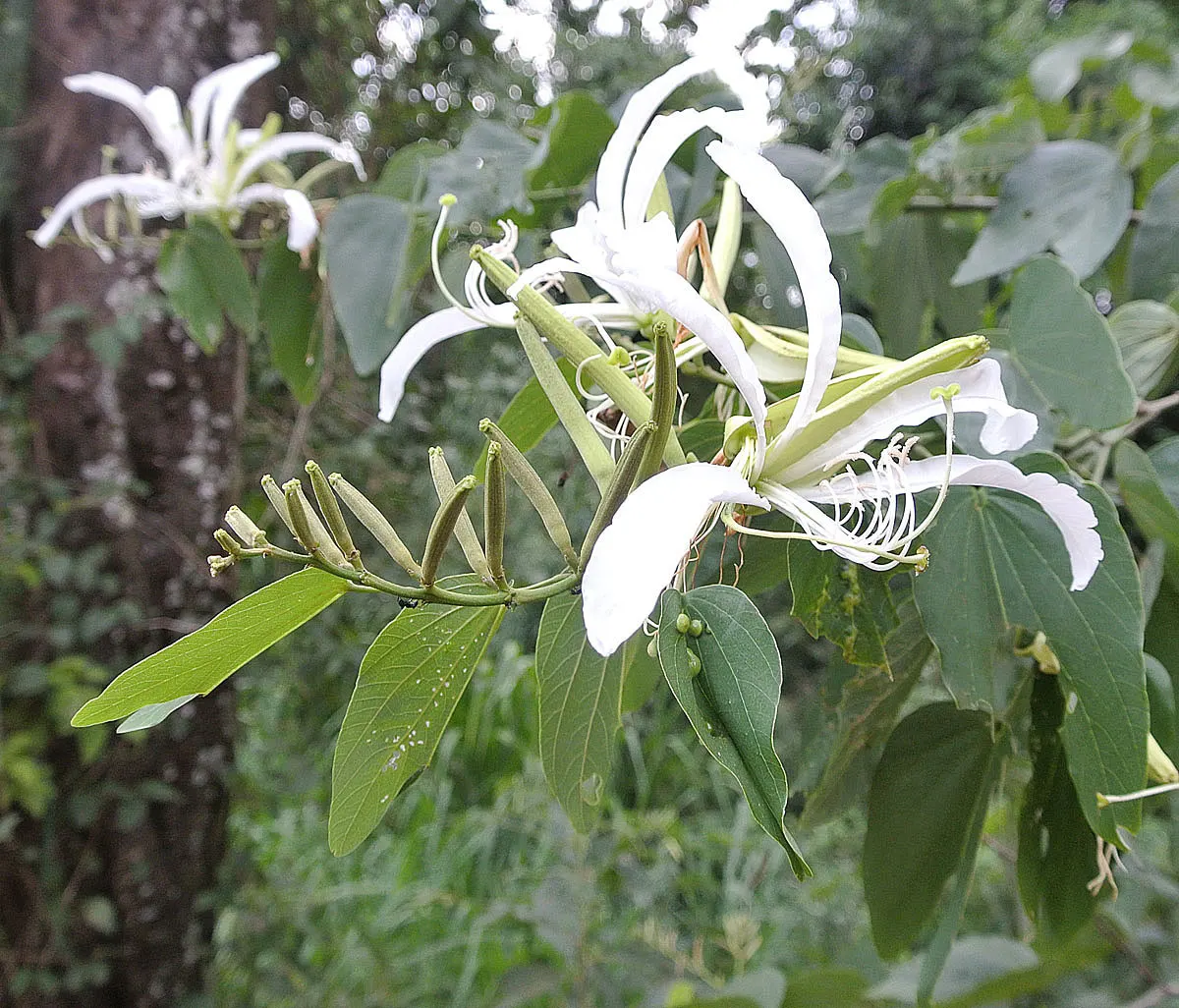Brazilian Butterfly Tree (Bauhinia forficata) — providing a rounded canopy that offers dappled shade beneath