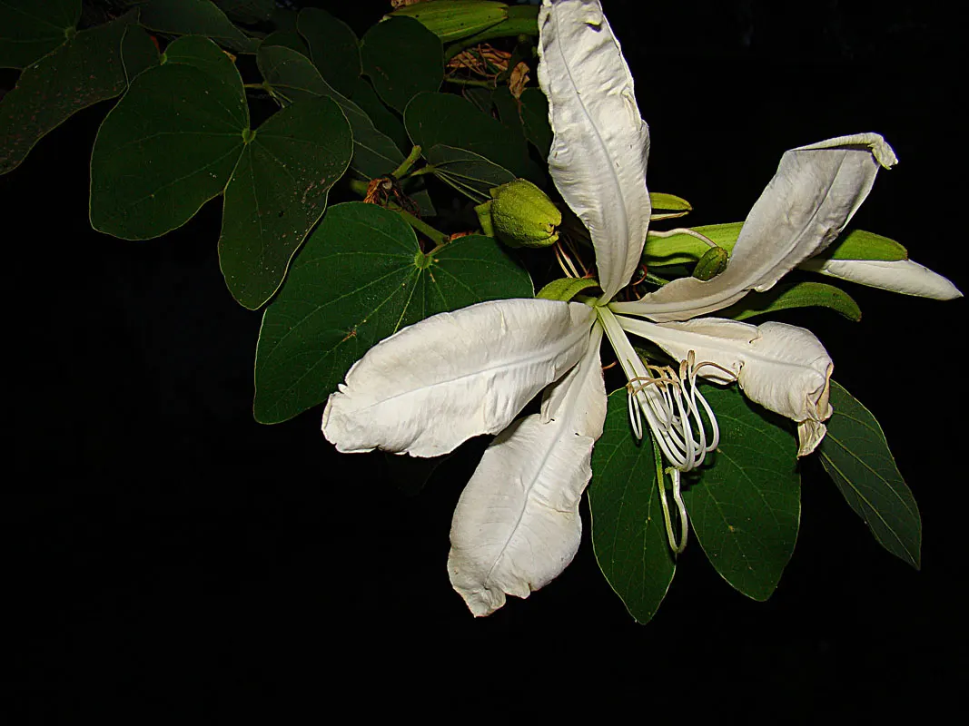 Brazilian Butterfly Tree (Bauhinia forficata) — is a captivating and versatile ornamental specimen ideal for creating visually engaging gardens