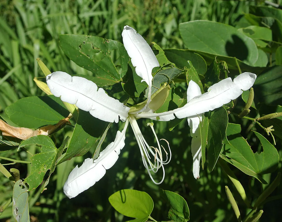 Brazilian Butterfly Tree (Bauhinia forficata) — this tree typically reaches a height of 20 to 35 feet with an equal spread