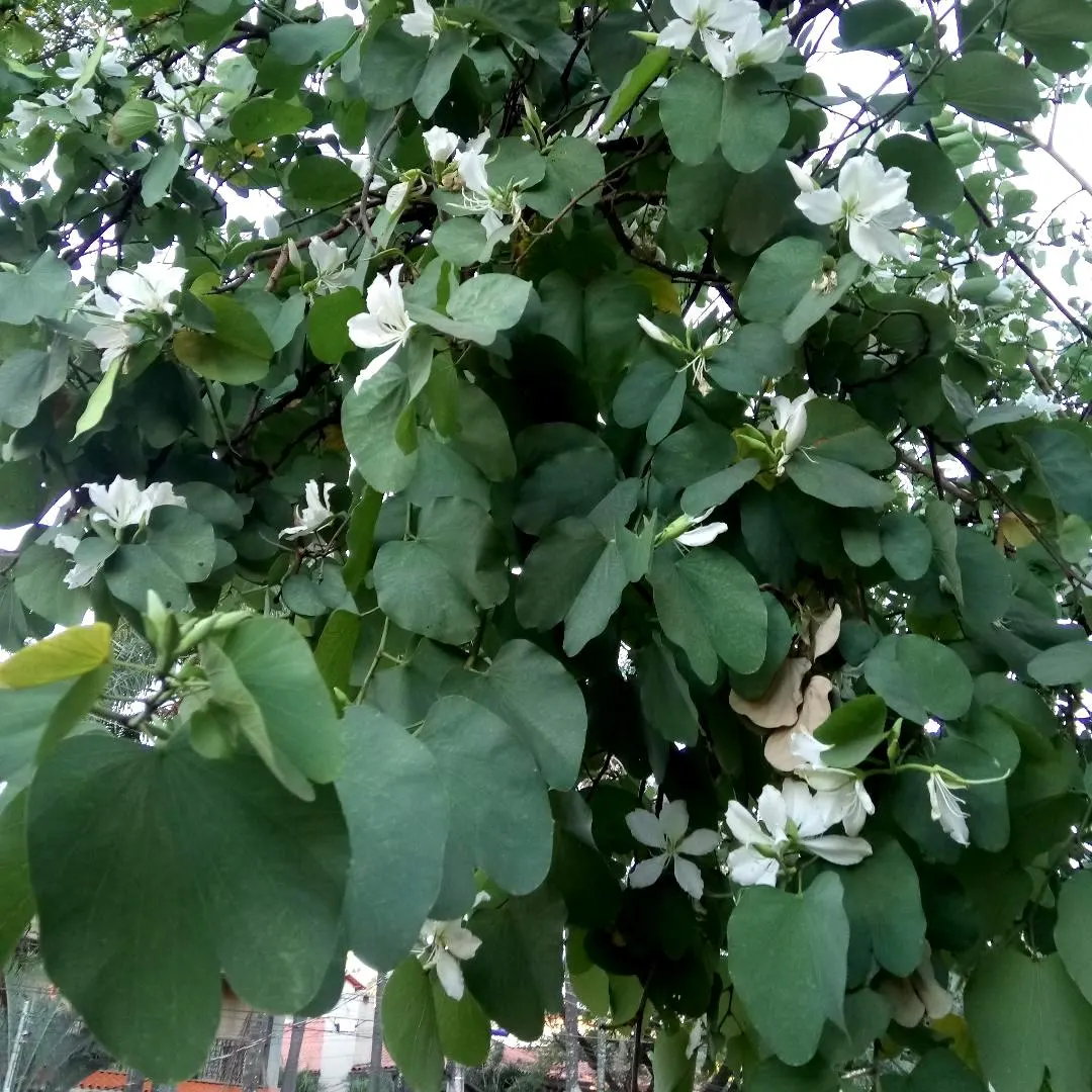 Brazilian Butterfly Tree (Bauhinia forficata) — This tree is a stunning focal point, offering shade and exotic allure