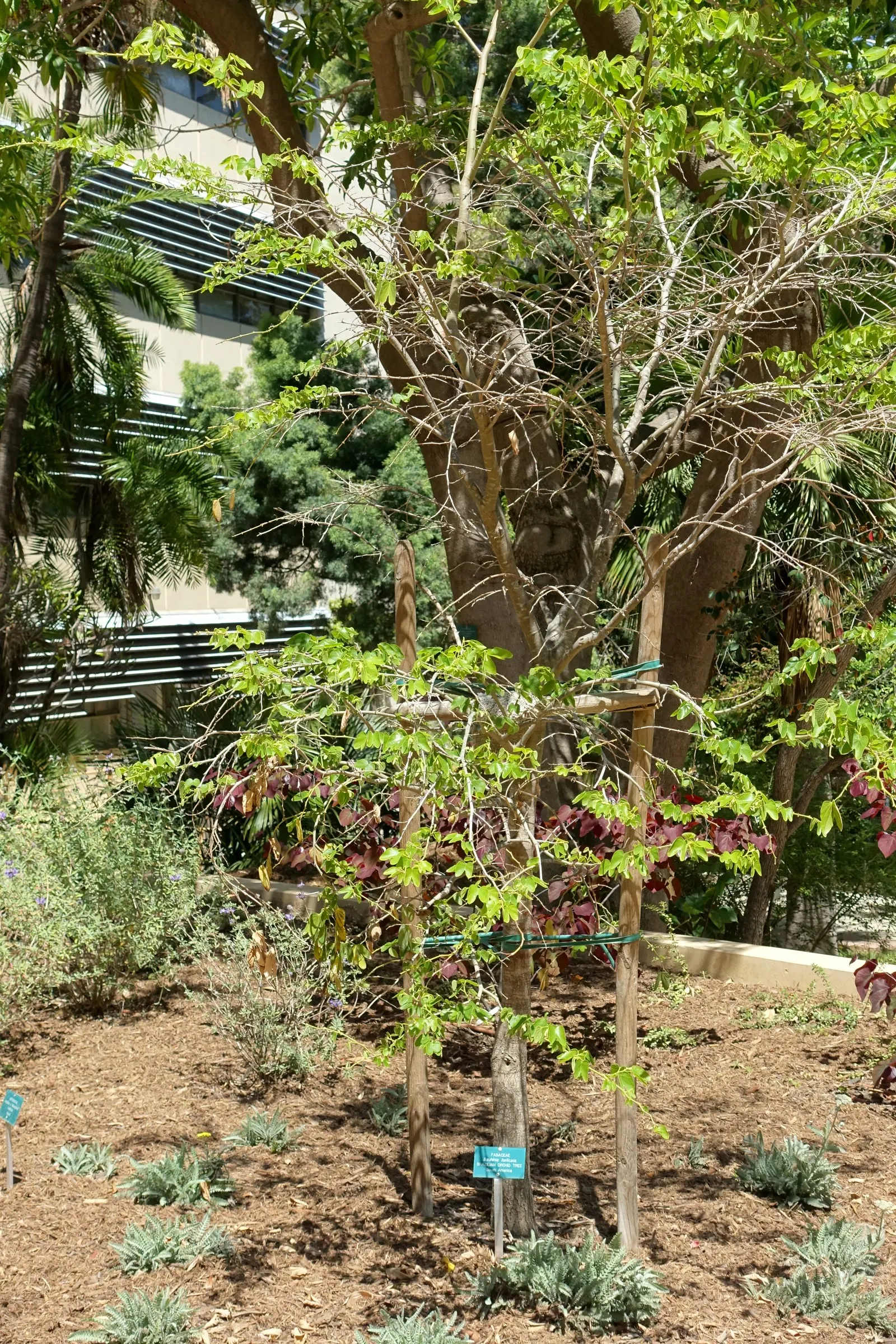 Brazilian Butterfly Tree (Bauhinia forficata) — scientifically named Bauhinia forficata